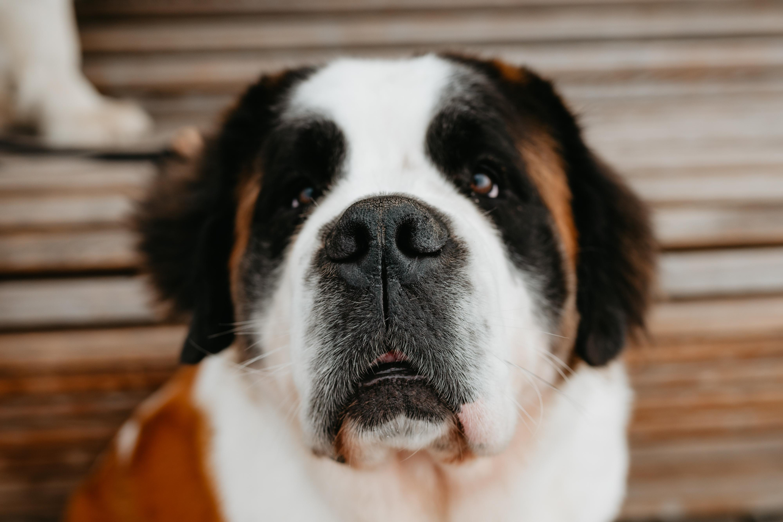 Оля, Молли и Эмми. Фотограф анималист Осипчикова Мария