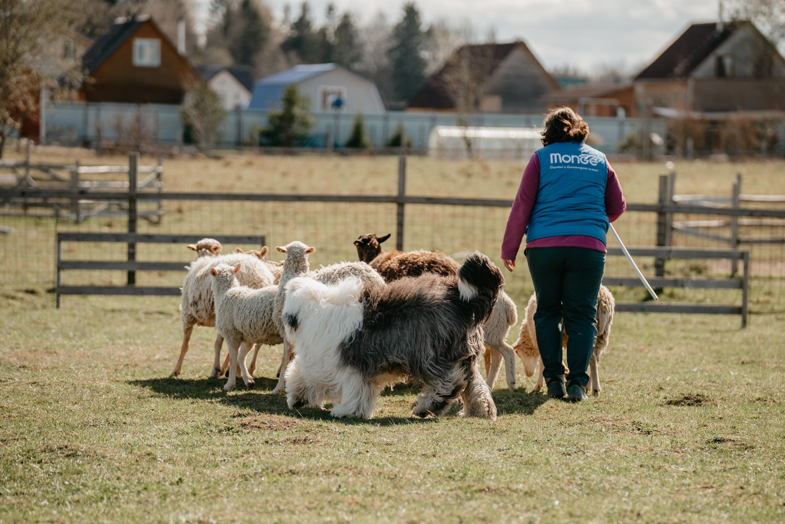 Пастушья служба. Фотограф анималист Осипчикова Мария