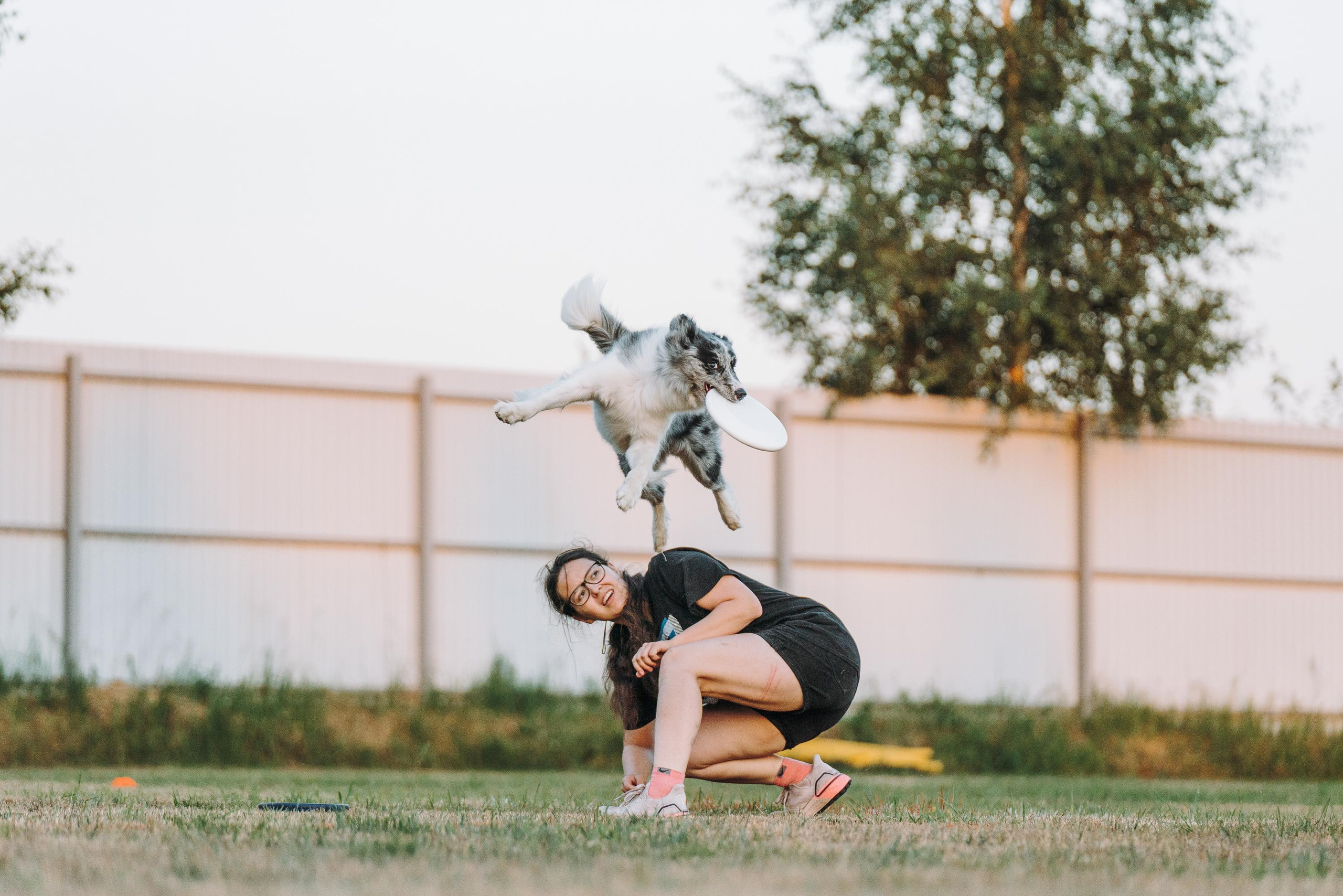 Фрисби игры UpDog. Фотограф анималист Осипчикова Мария