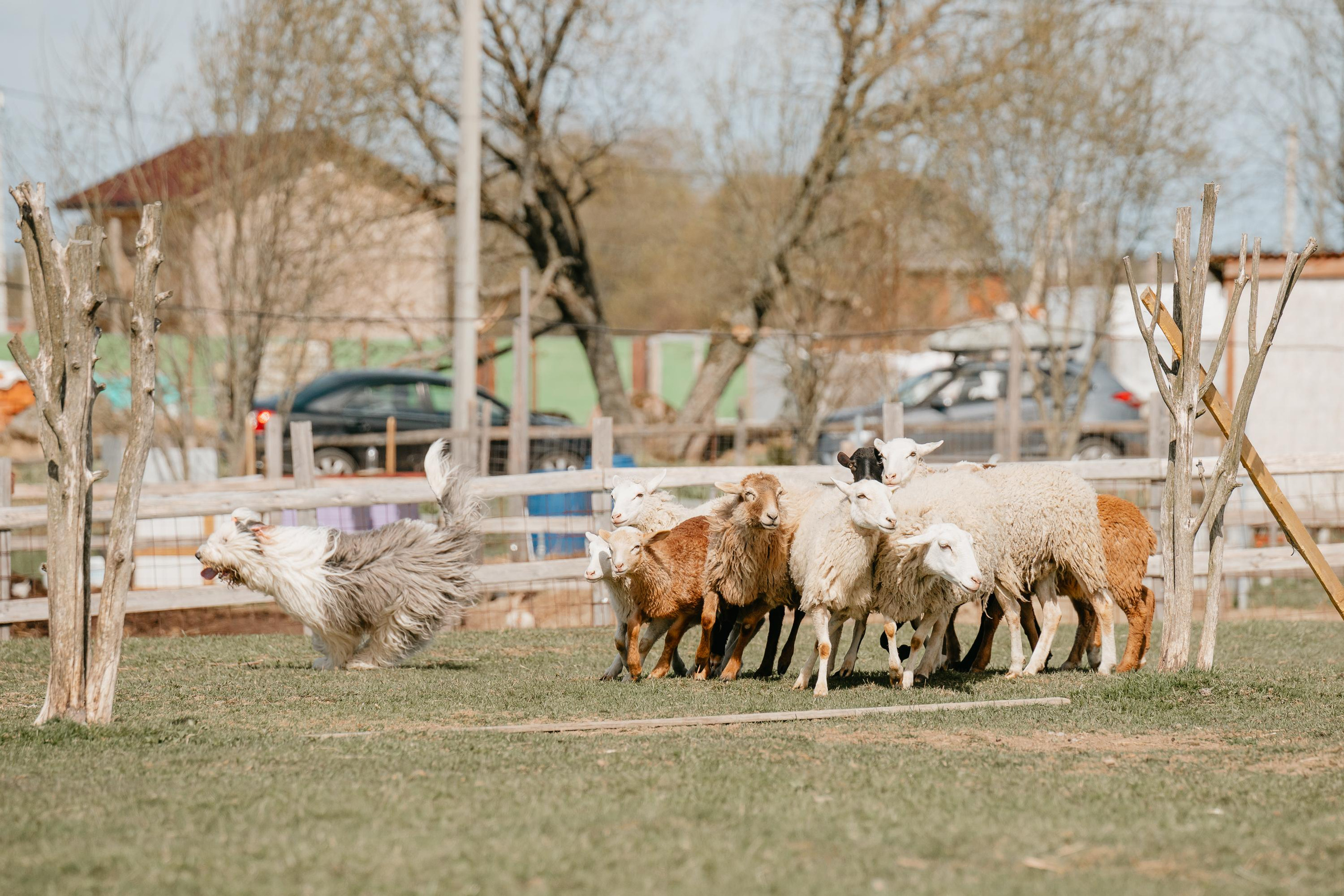 Пастушья служба. Фотограф анималист Осипчикова Мария
