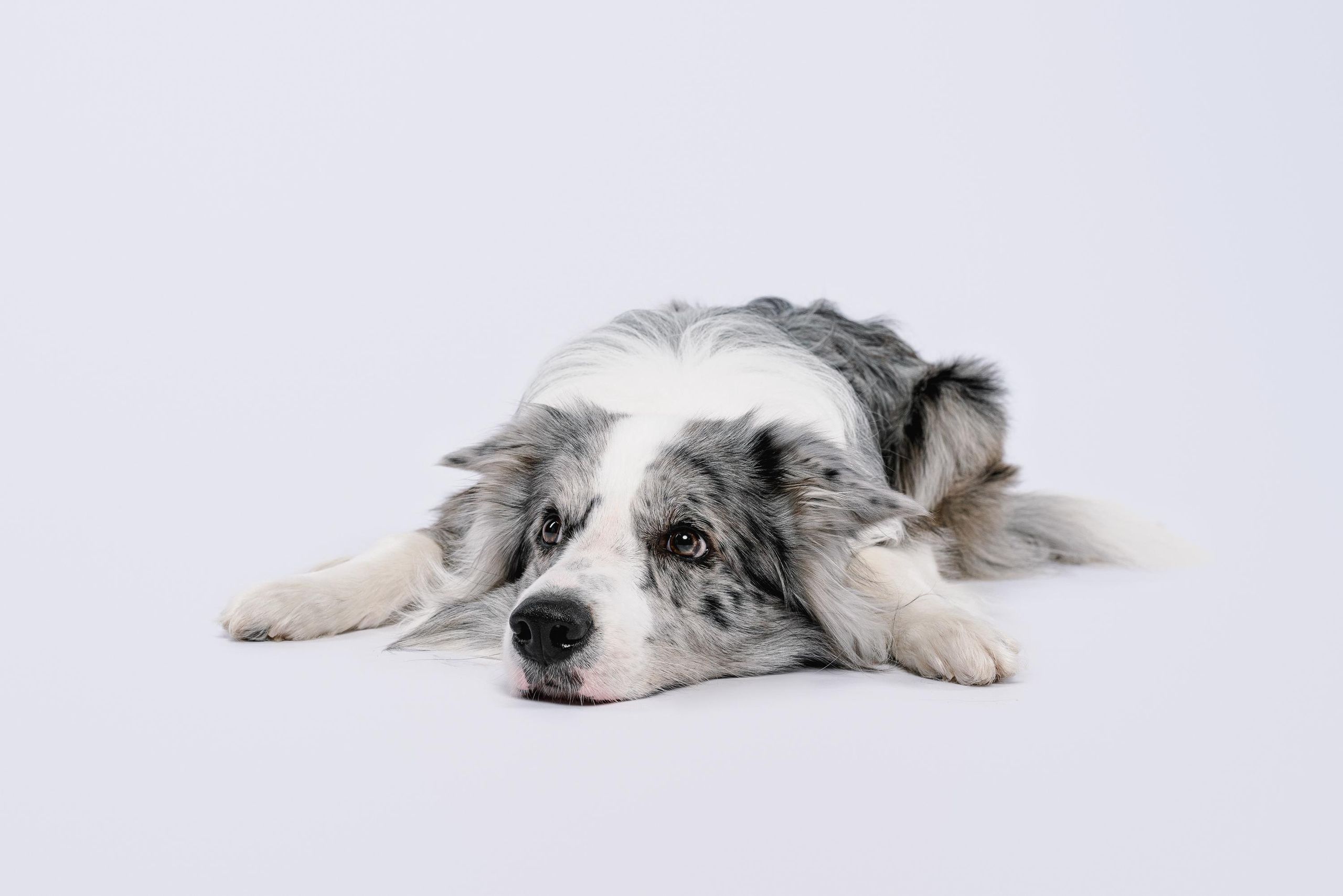 Юля и Ньютон. Фотограф анималист Осипчикова Мария