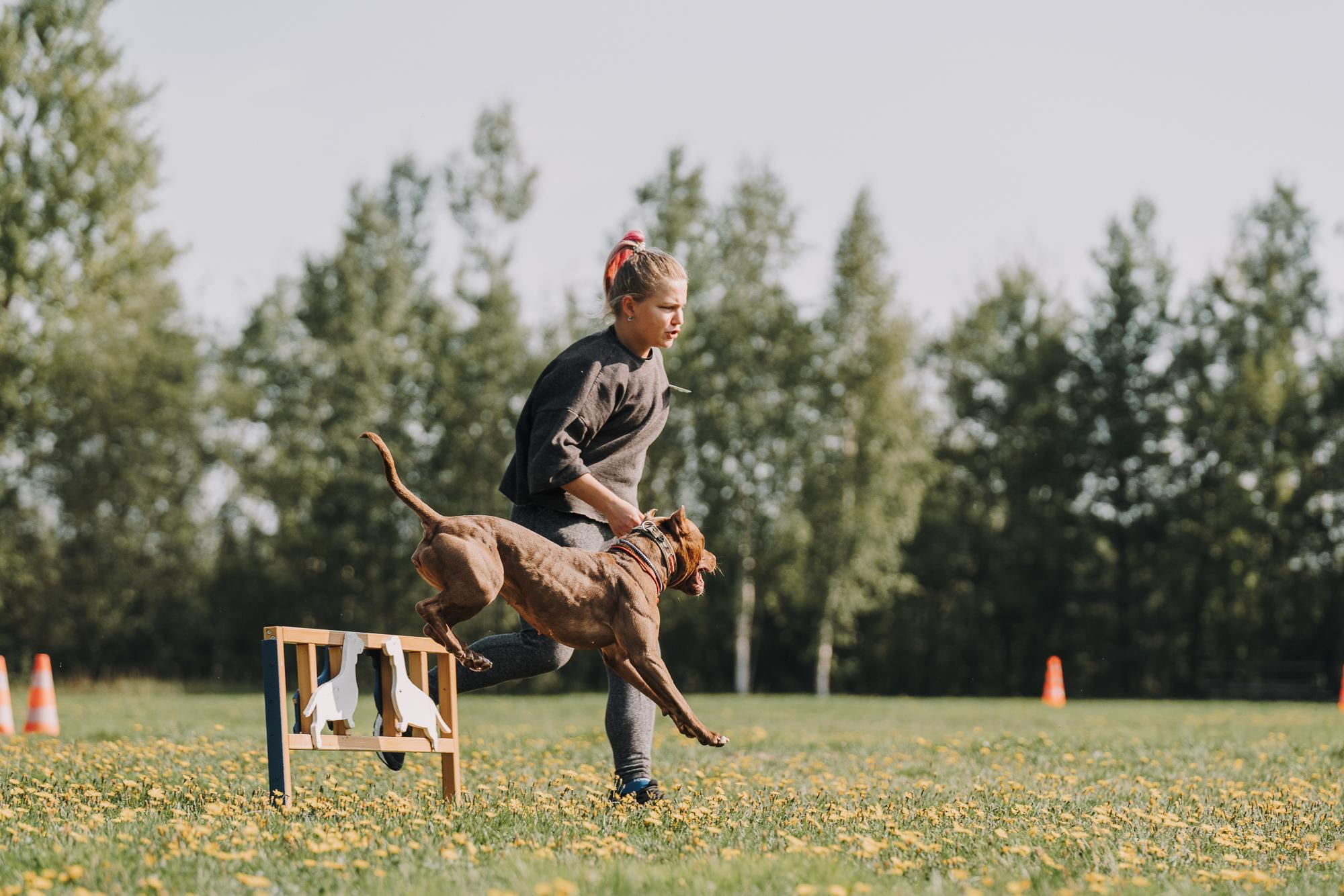 День пита и стаффа. Фотограф анималист Осипчикова Мария