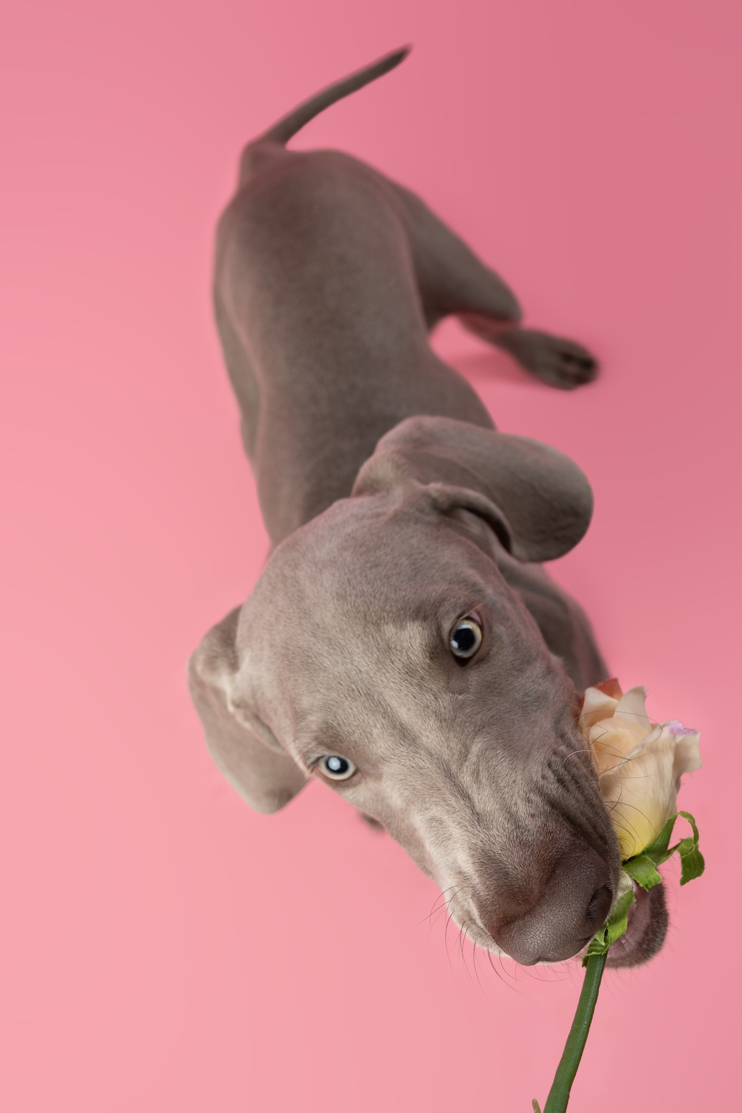 Веймаранер Элай. Фотограф анималист Осипчикова Мария