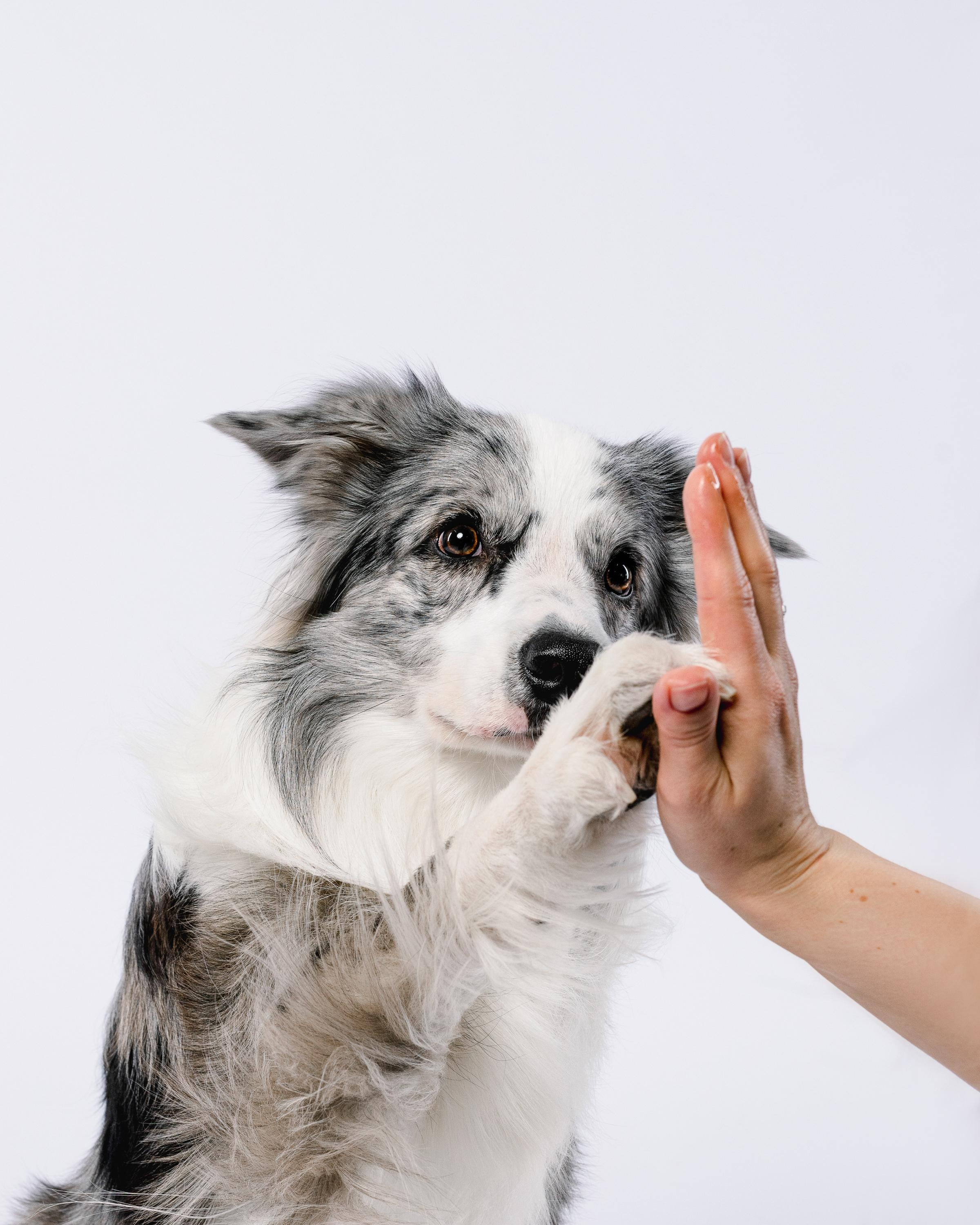 Юля и Ньютон. Фотограф анималист Осипчикова Мария