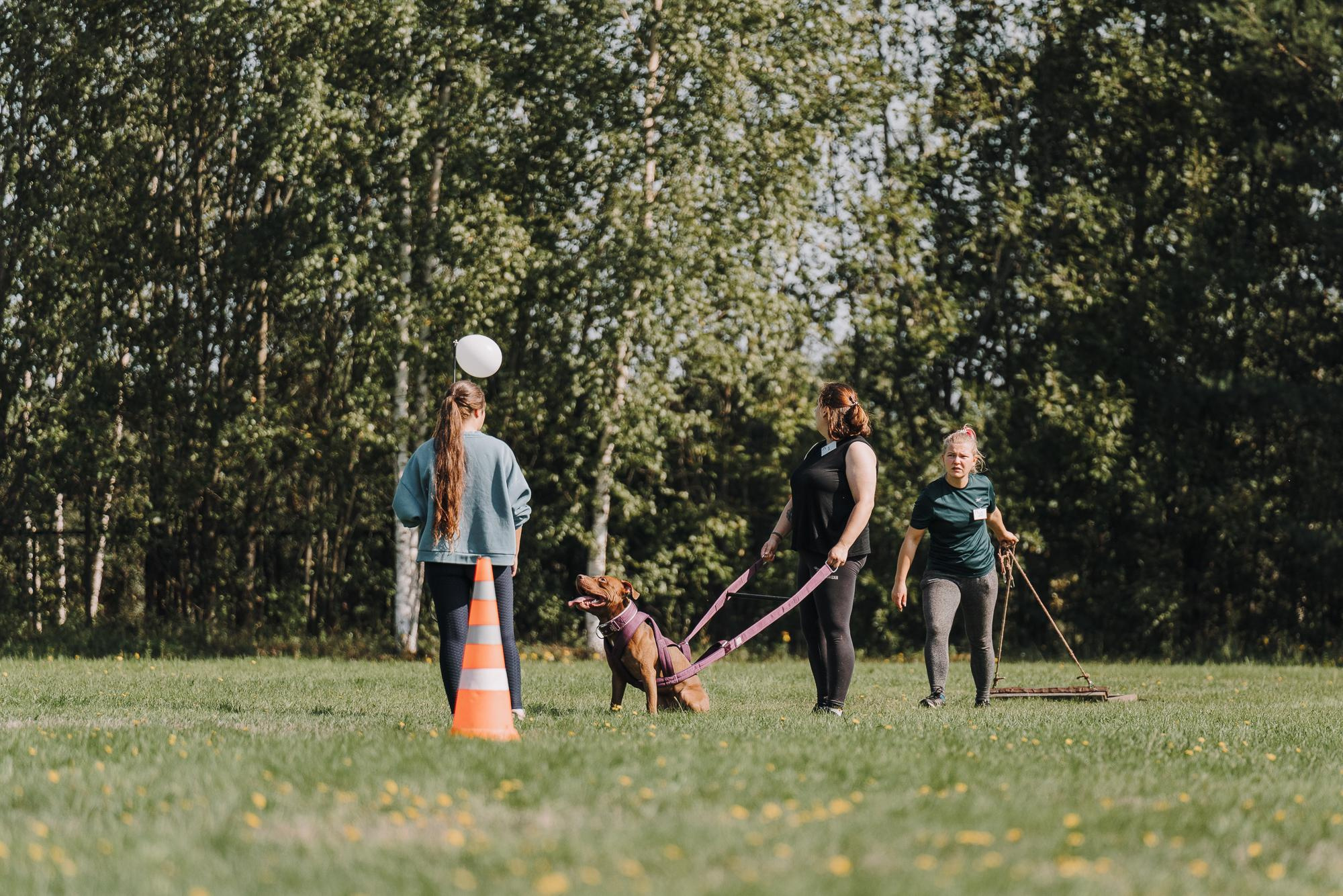 День пита и стаффа. Фотограф анималист Осипчикова Мария