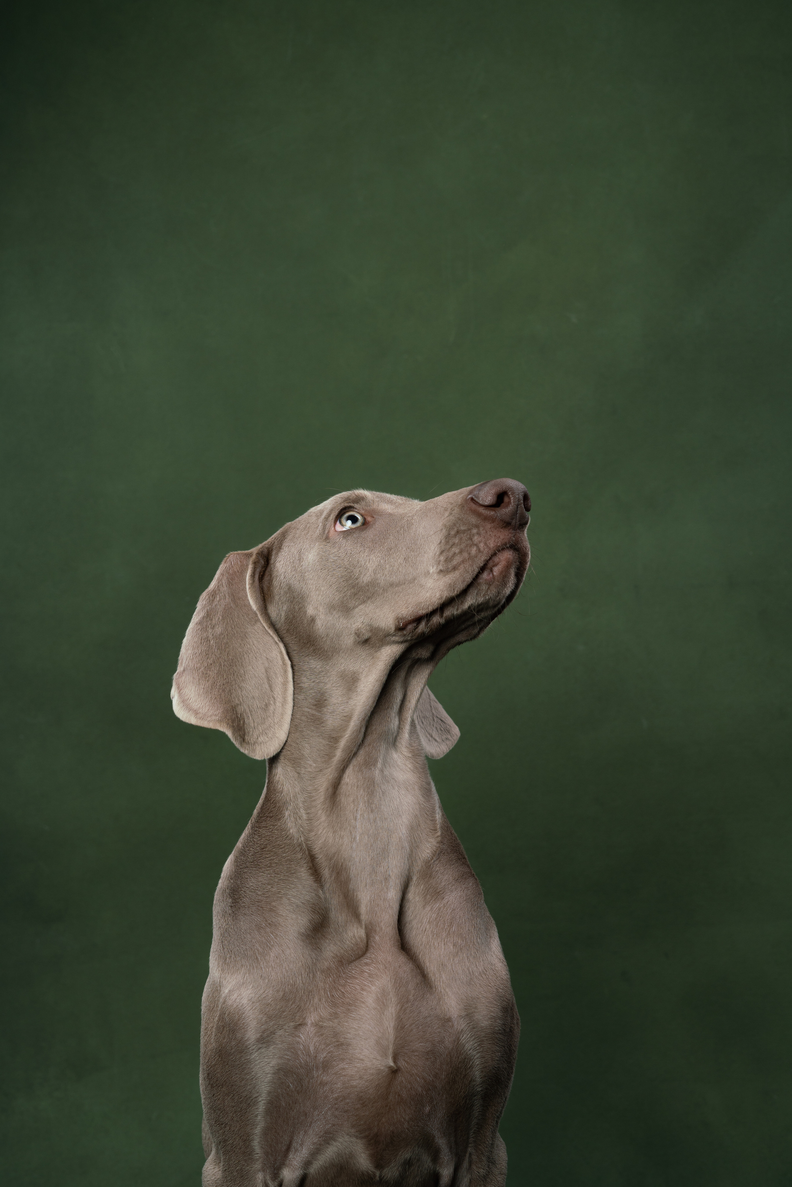 Веймаранер Элай. Фотограф анималист Осипчикова Мария