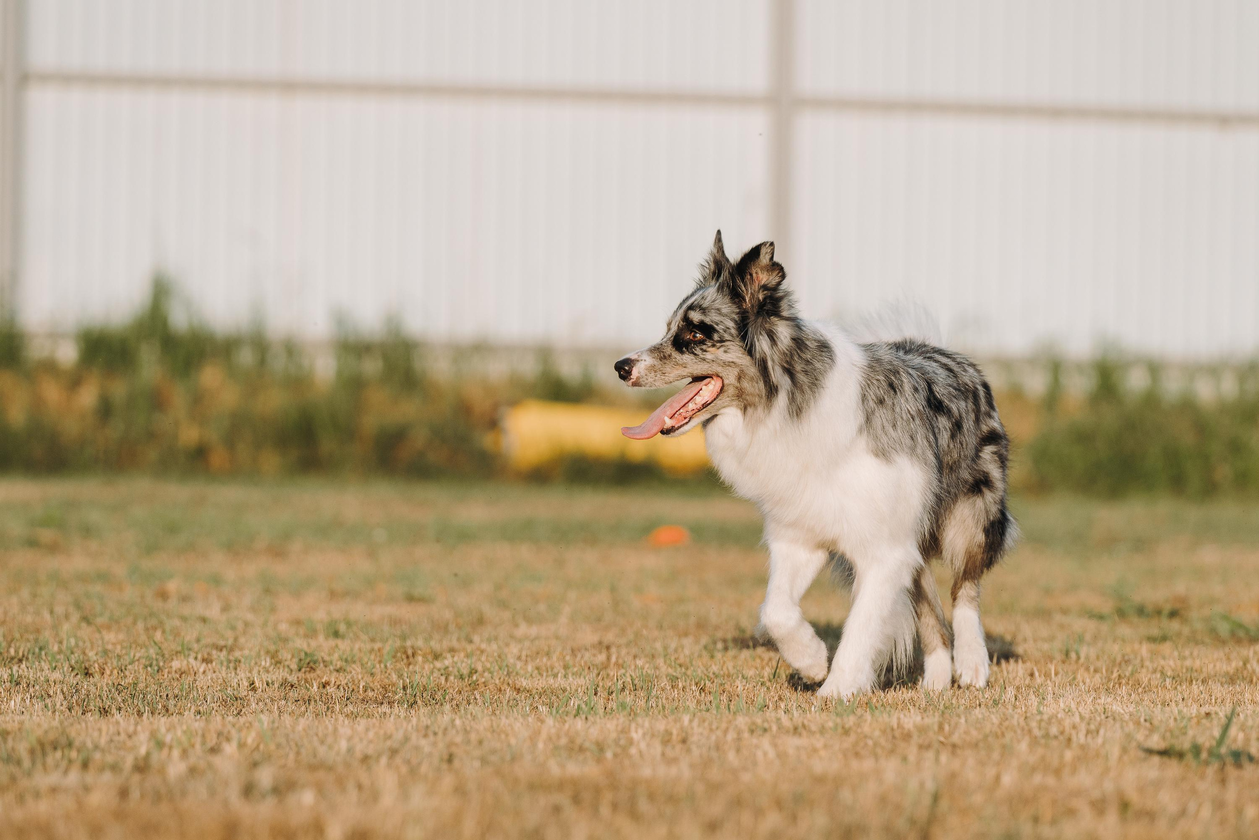 Фрисби игры UpDog. Фотограф анималист Осипчикова Мария