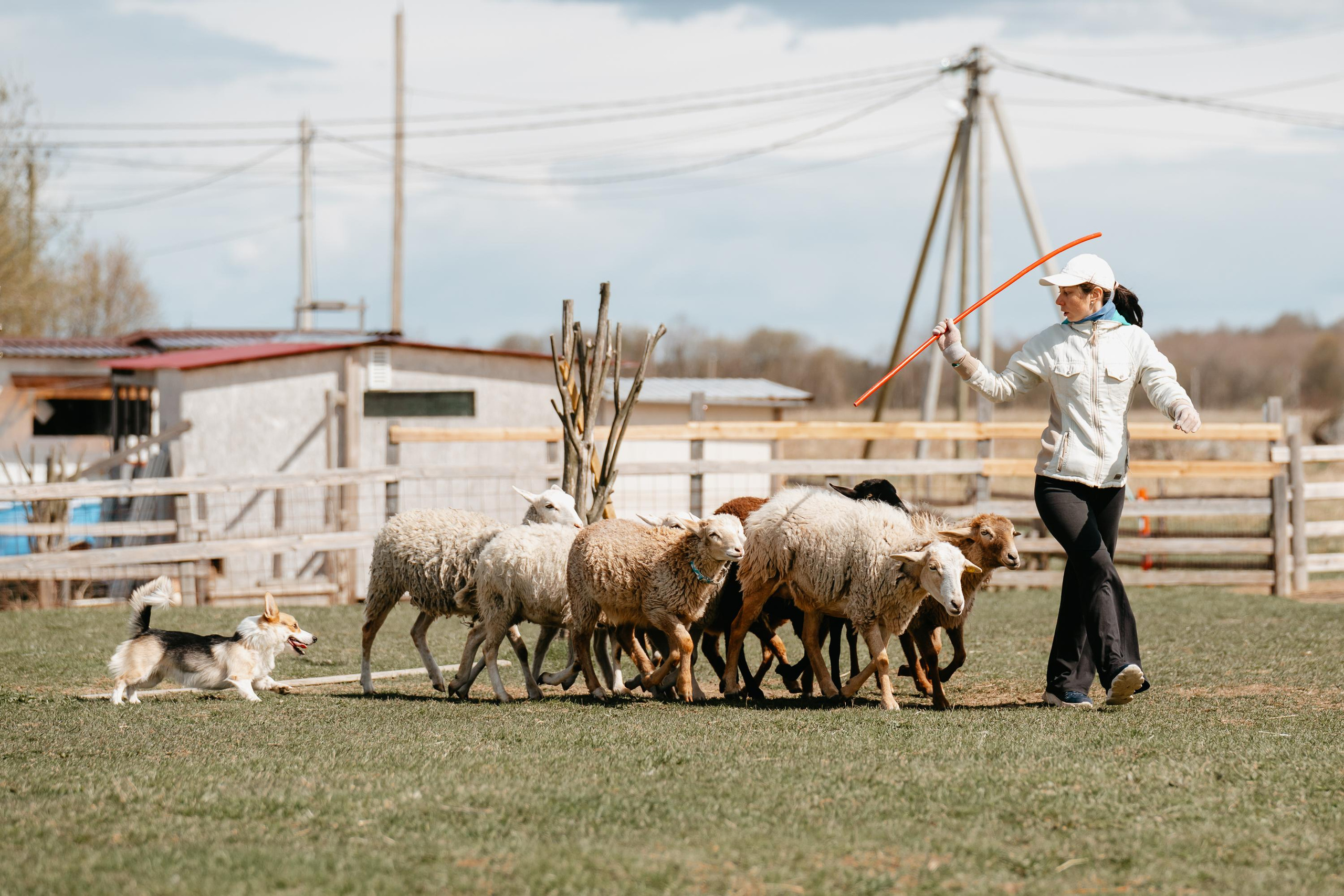 Пастушья служба. Фотограф анималист Осипчикова Мария