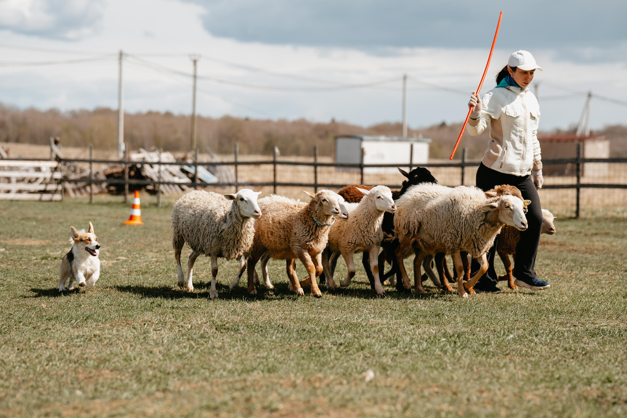 Пастушья служба. Фотограф анималист Осипчикова Мария