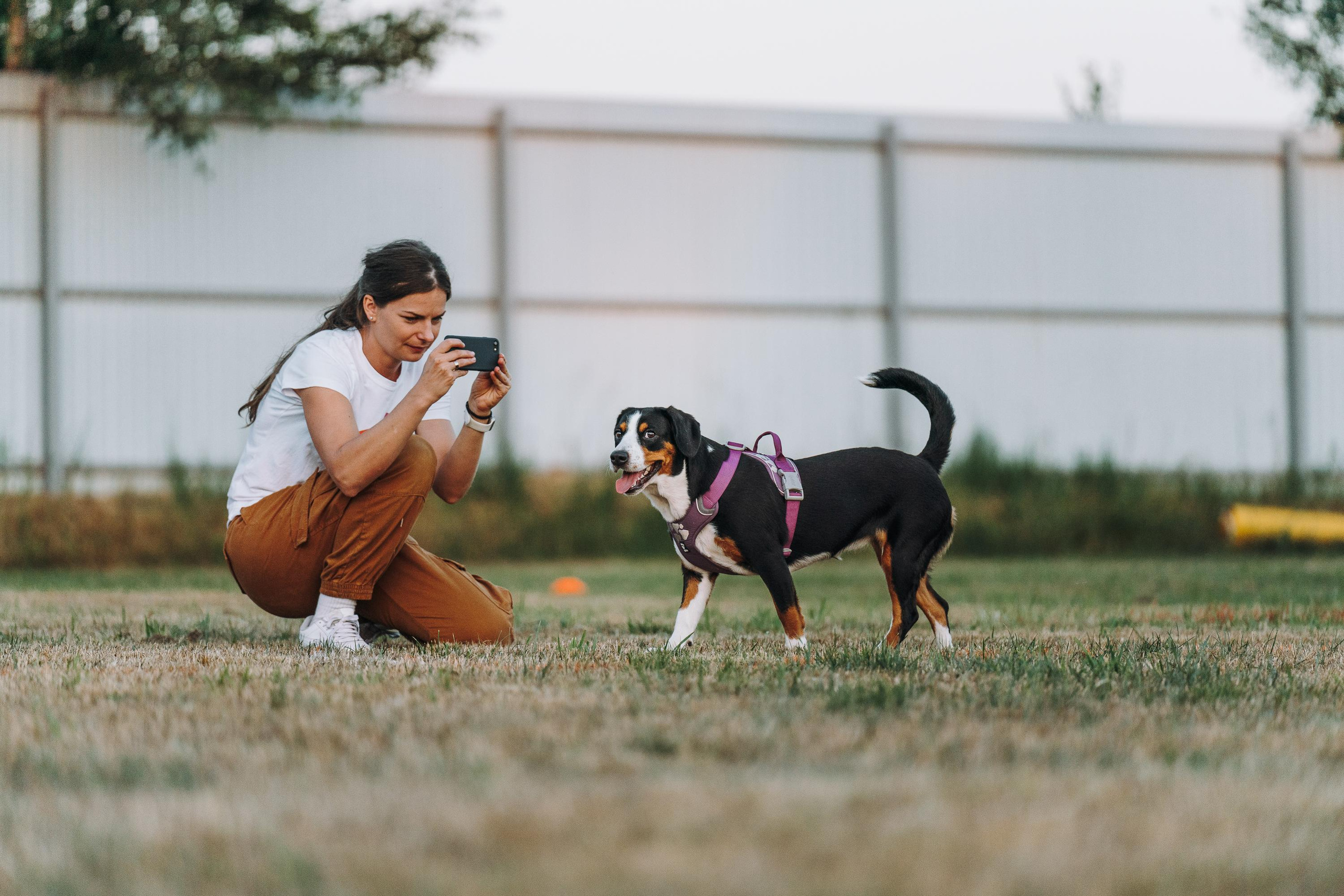 Фрисби игры UpDog. Фотограф анималист Осипчикова Мария