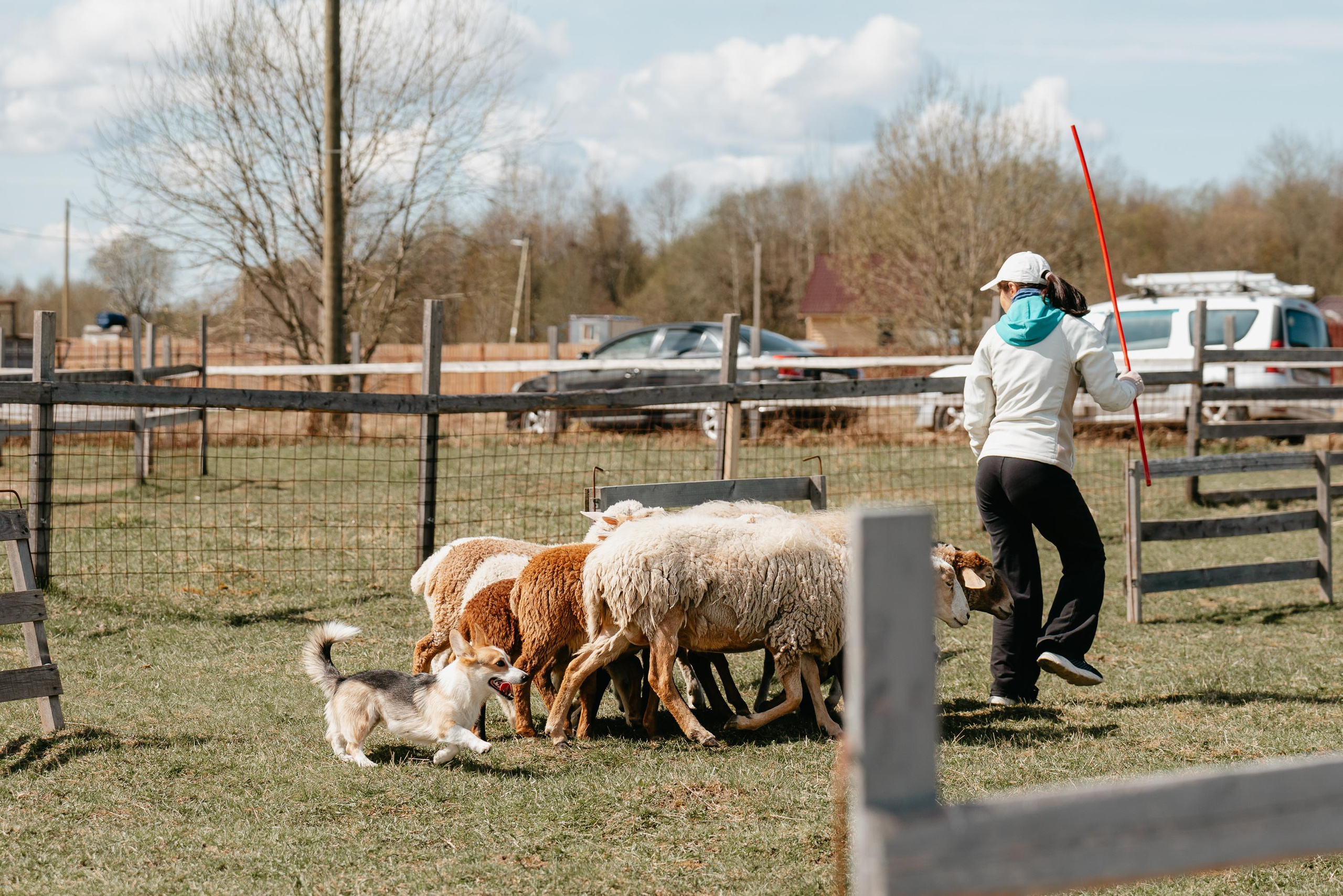 Пастушья служба. Фотограф анималист Осипчикова Мария