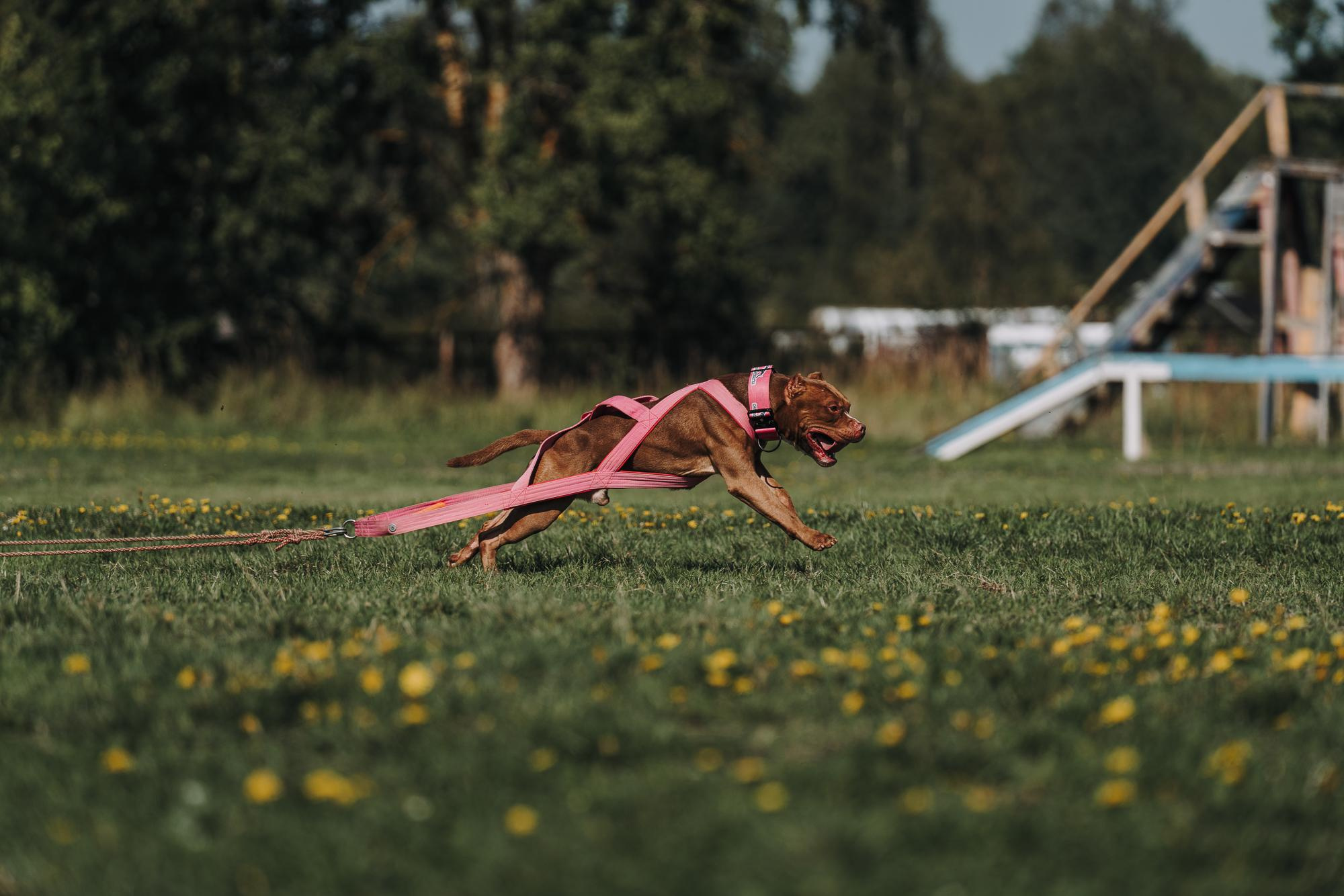 День пита и стаффа. Фотограф анималист Осипчикова Мария
