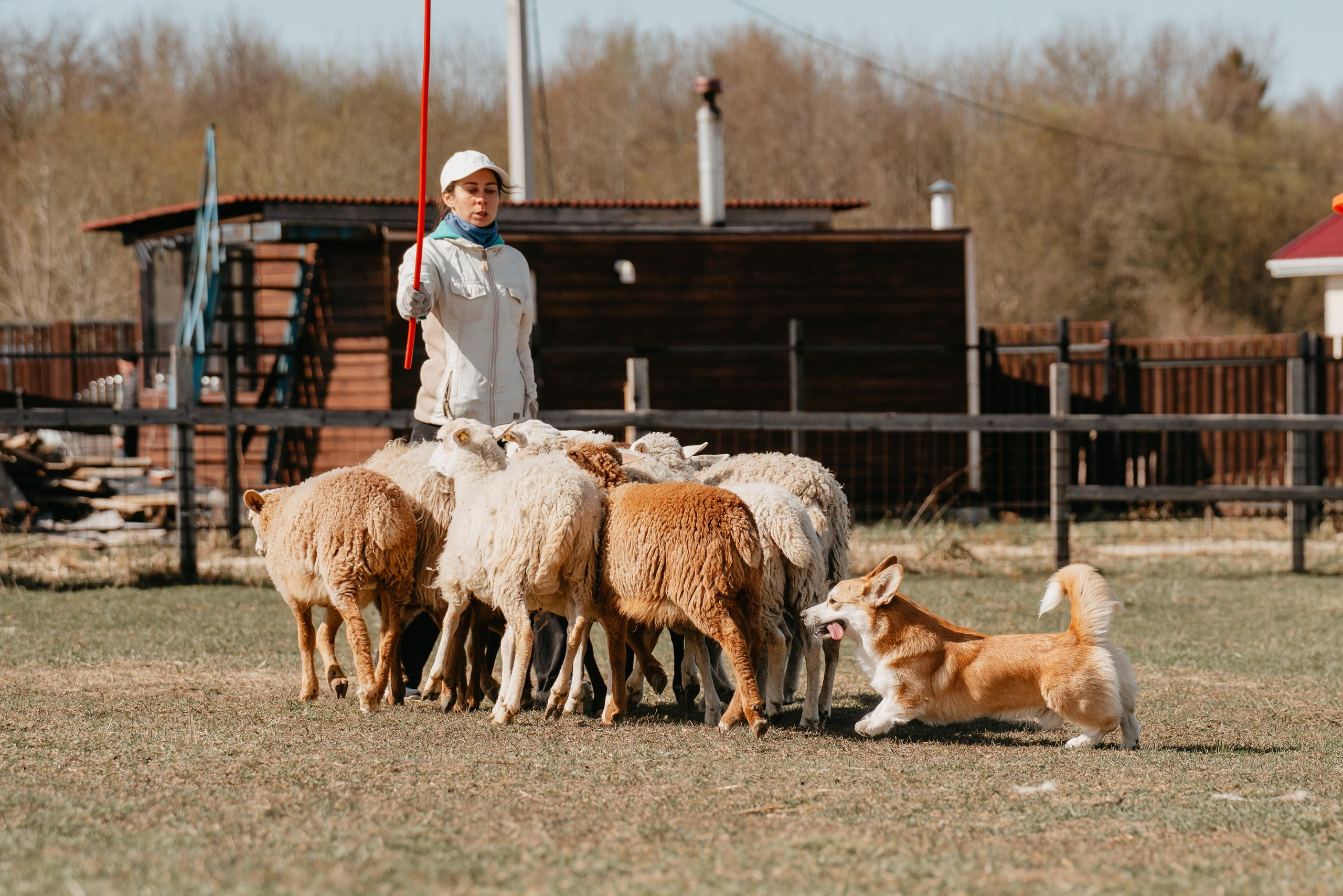 Пастушья служба. Фотограф анималист Осипчикова Мария