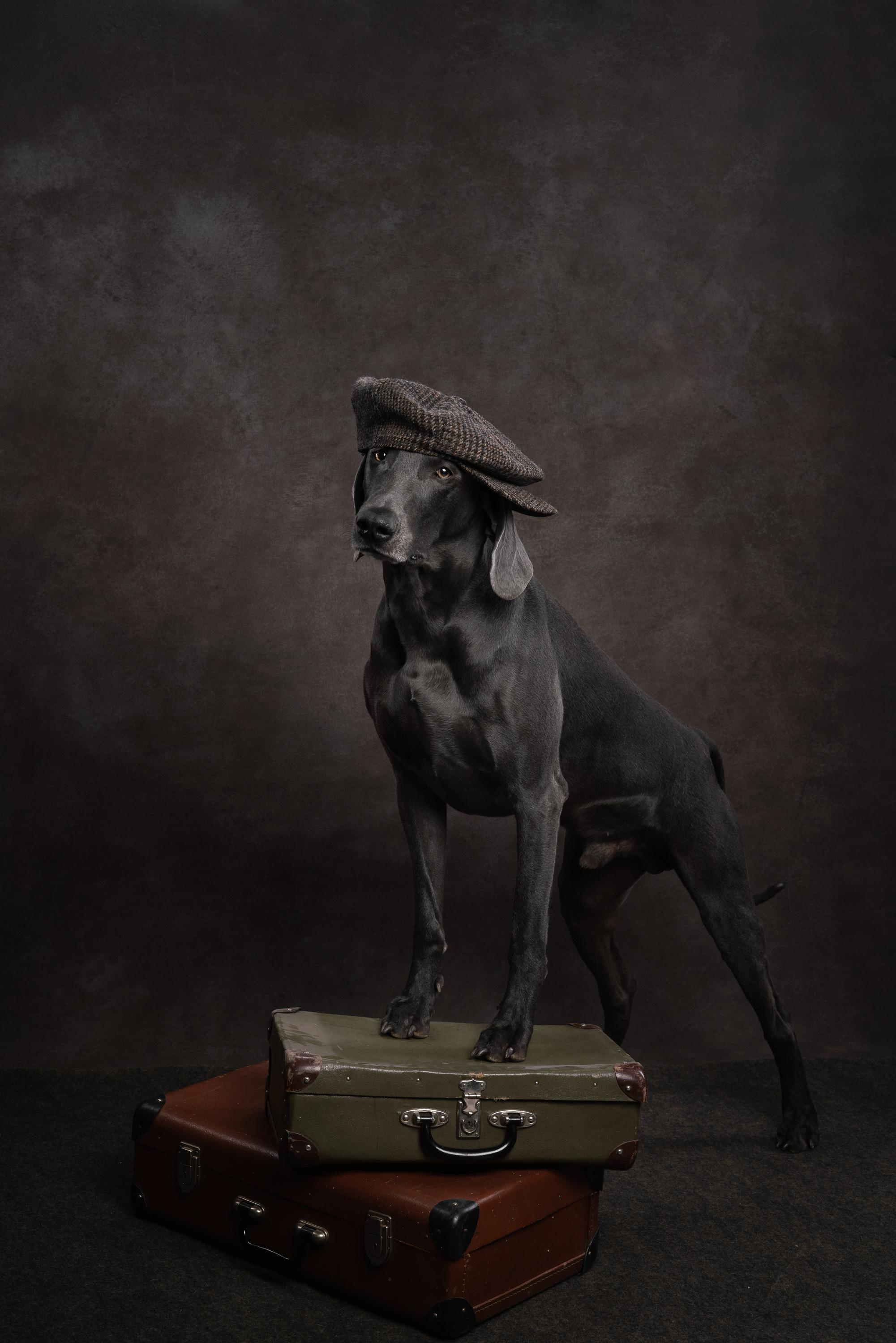 Веймаранер Рон. Фотограф анималист Осипчикова Мария