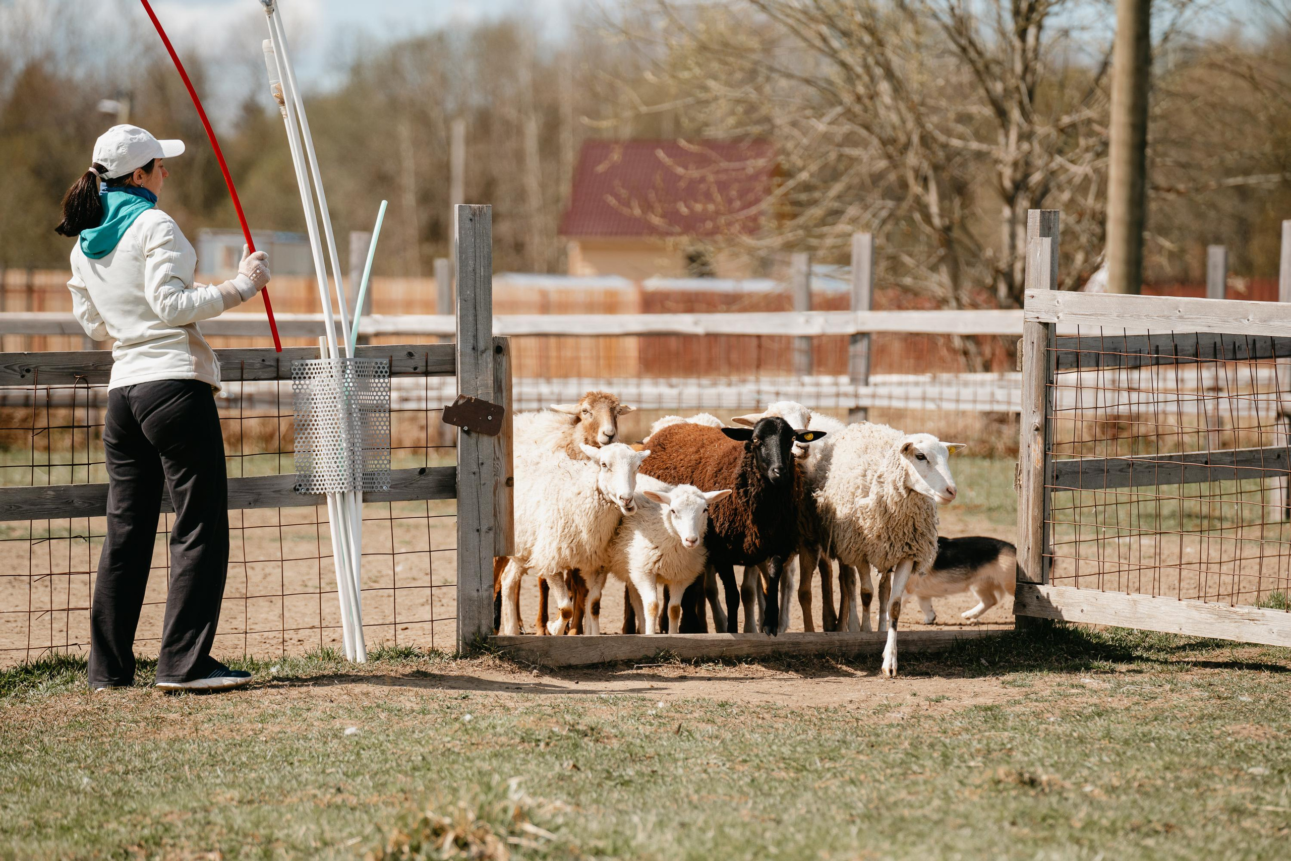 Пастушья служба. Фотограф анималист Осипчикова Мария