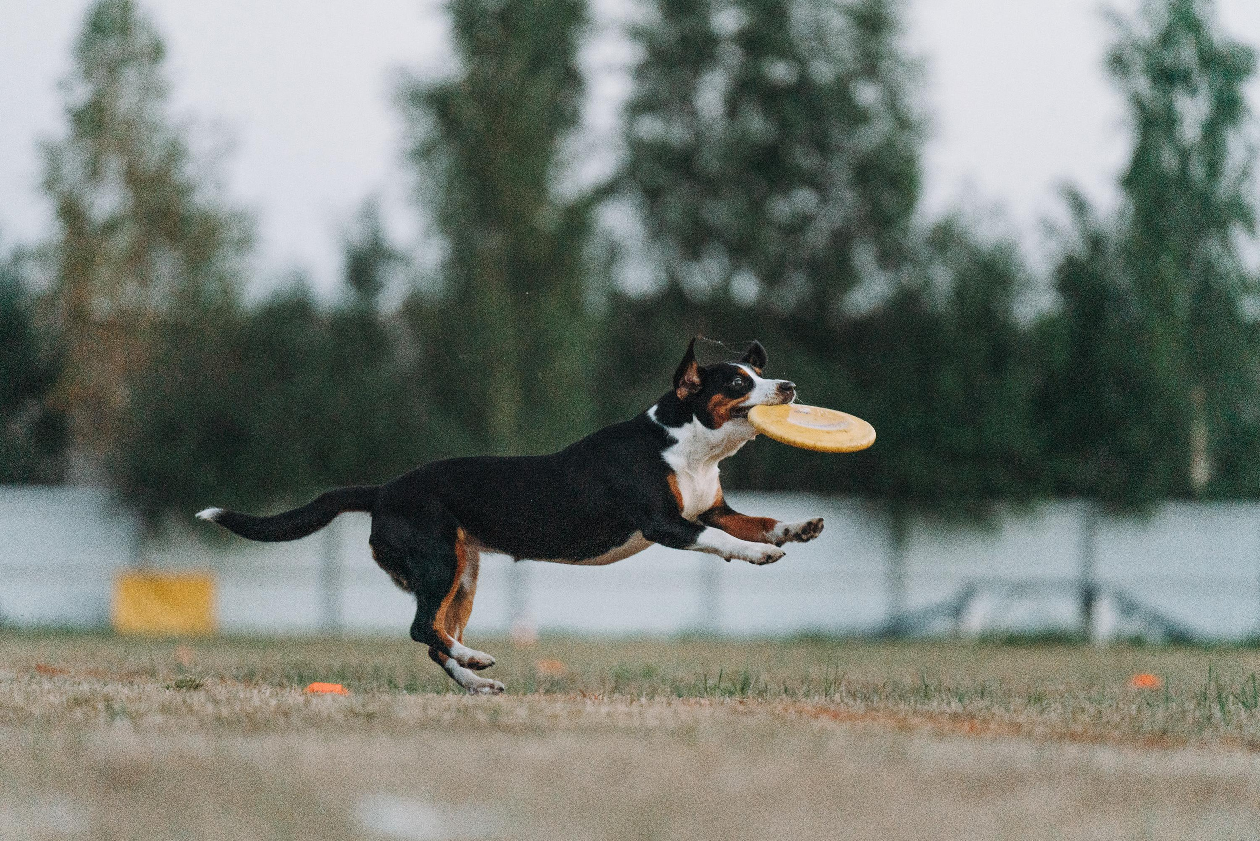 Фрисби игры UpDog. Фотограф анималист Осипчикова Мария