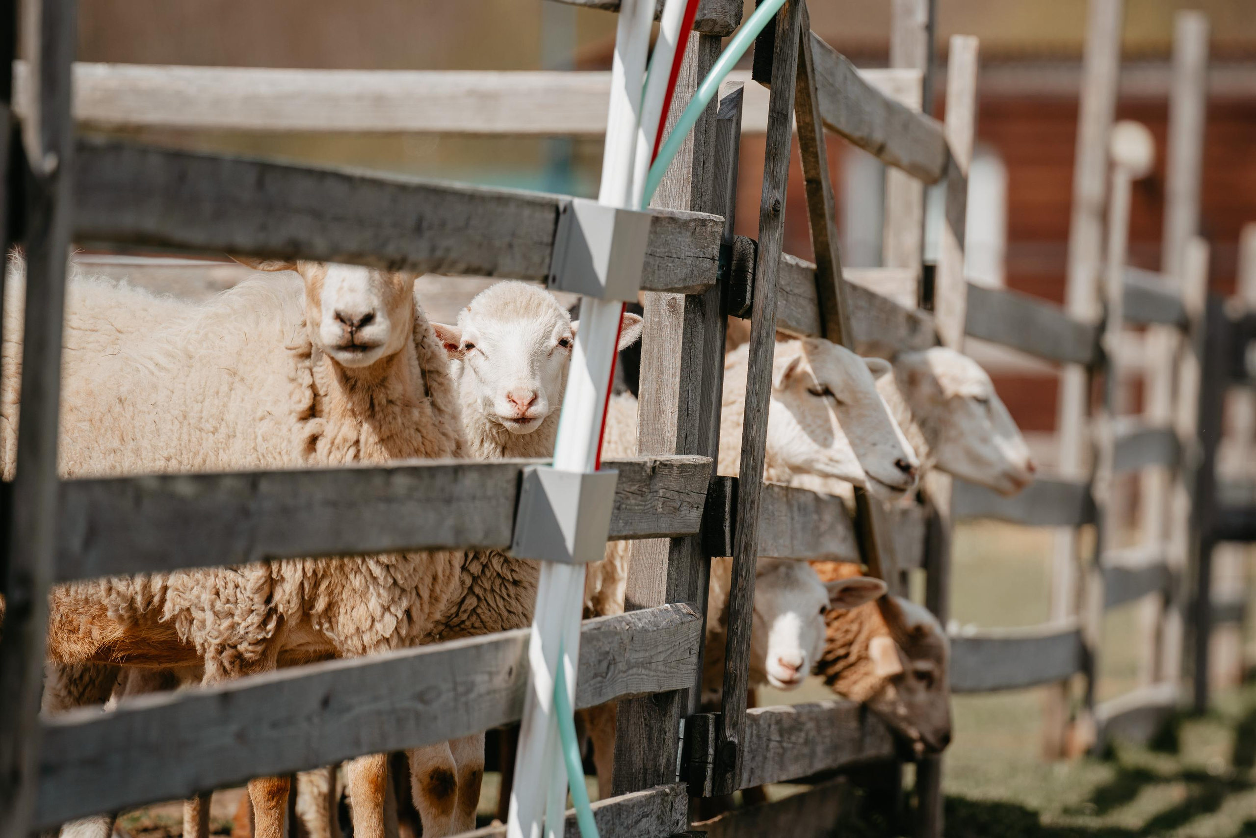 Пастушья служба. Фотограф анималист Осипчикова Мария