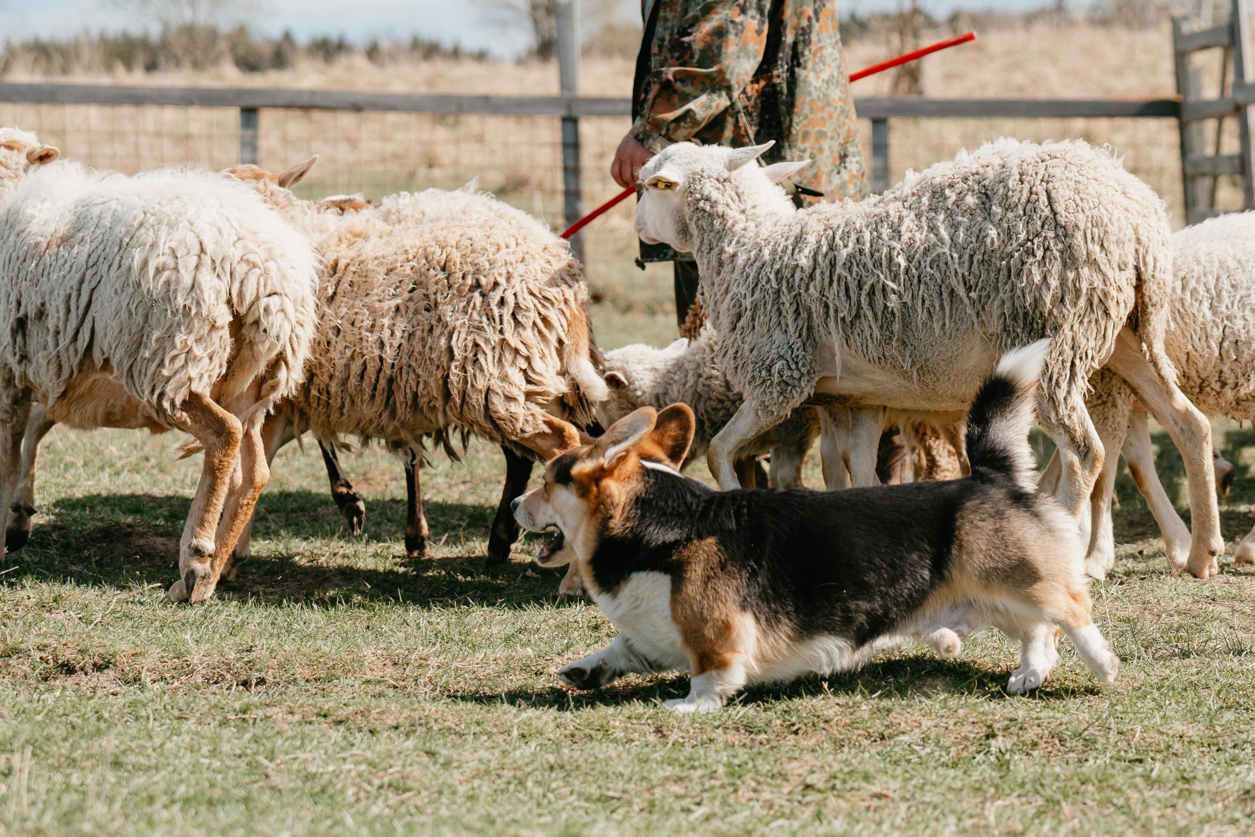 Пастушья служба. Фотограф анималист Осипчикова Мария
