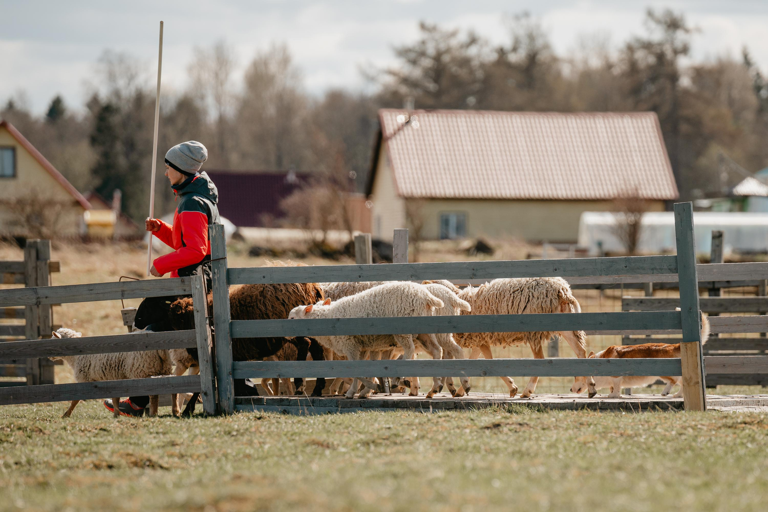 Пастушья служба. Фотограф анималист Осипчикова Мария