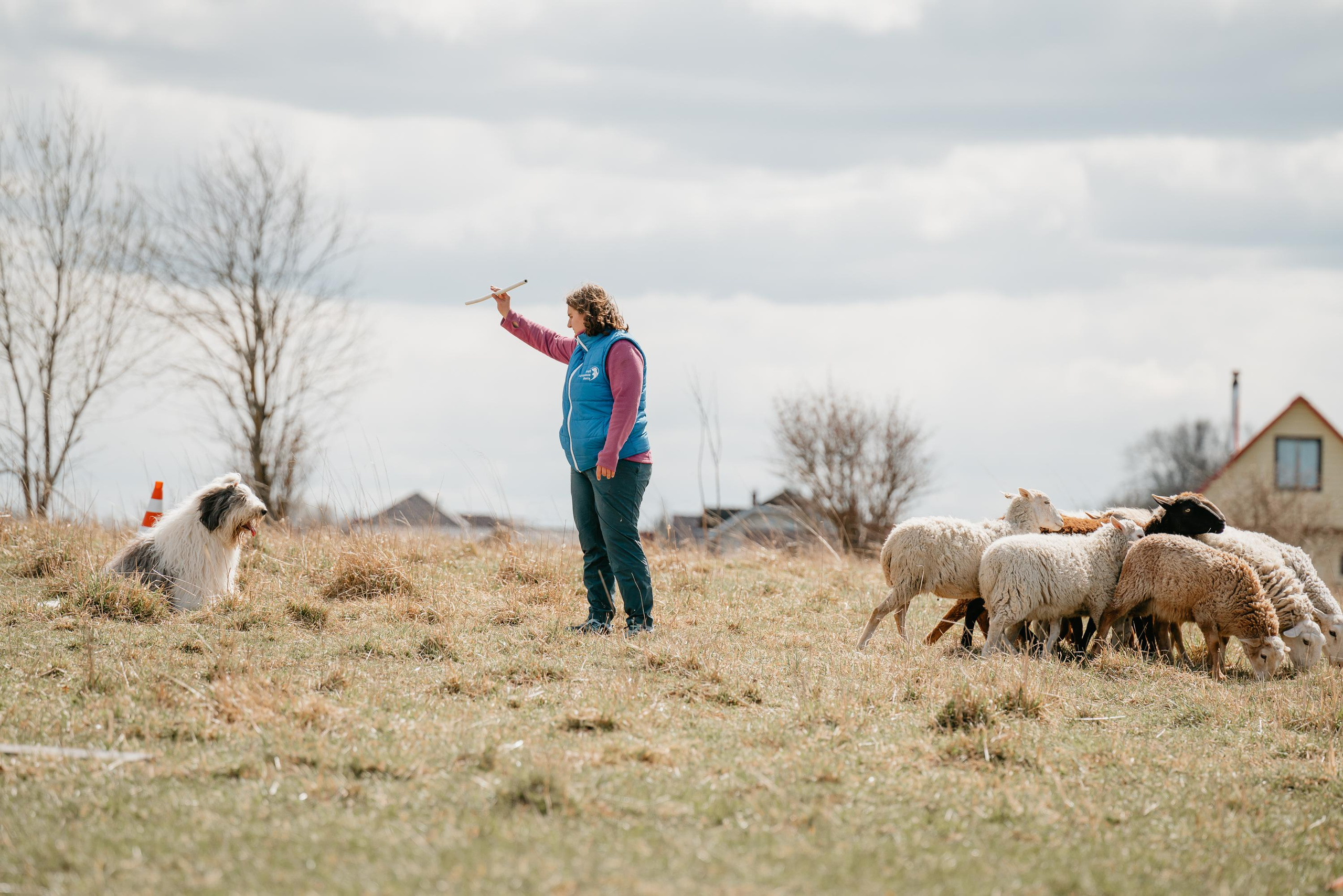 Пастушья служба. Фотограф анималист Осипчикова Мария