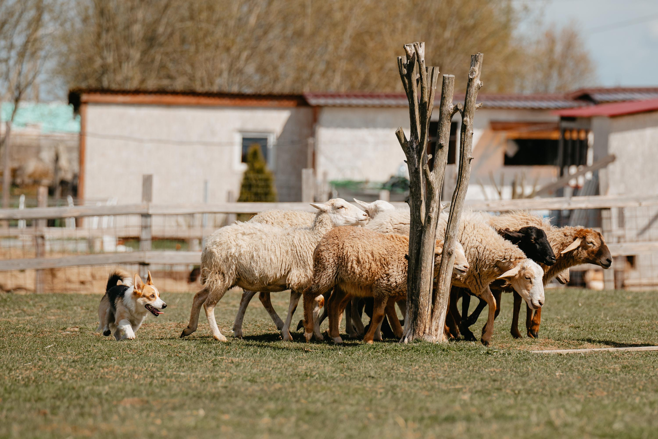 Пастушья служба. Фотограф анималист Осипчикова Мария