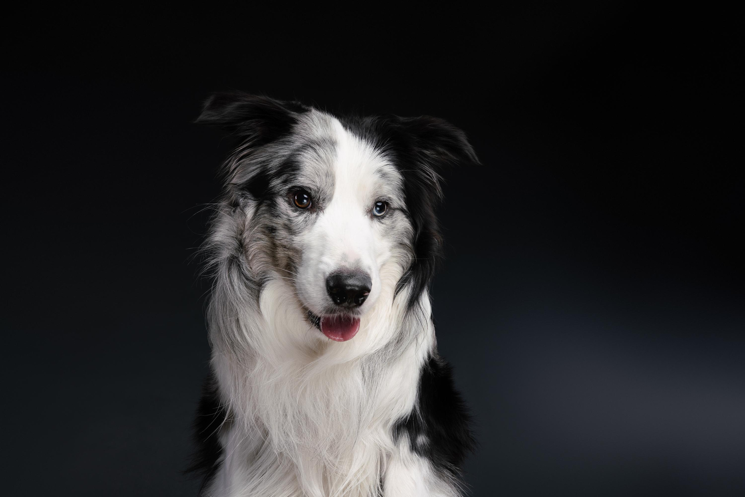 Аня и Гуччи. Фотограф анималист Осипчикова Мария