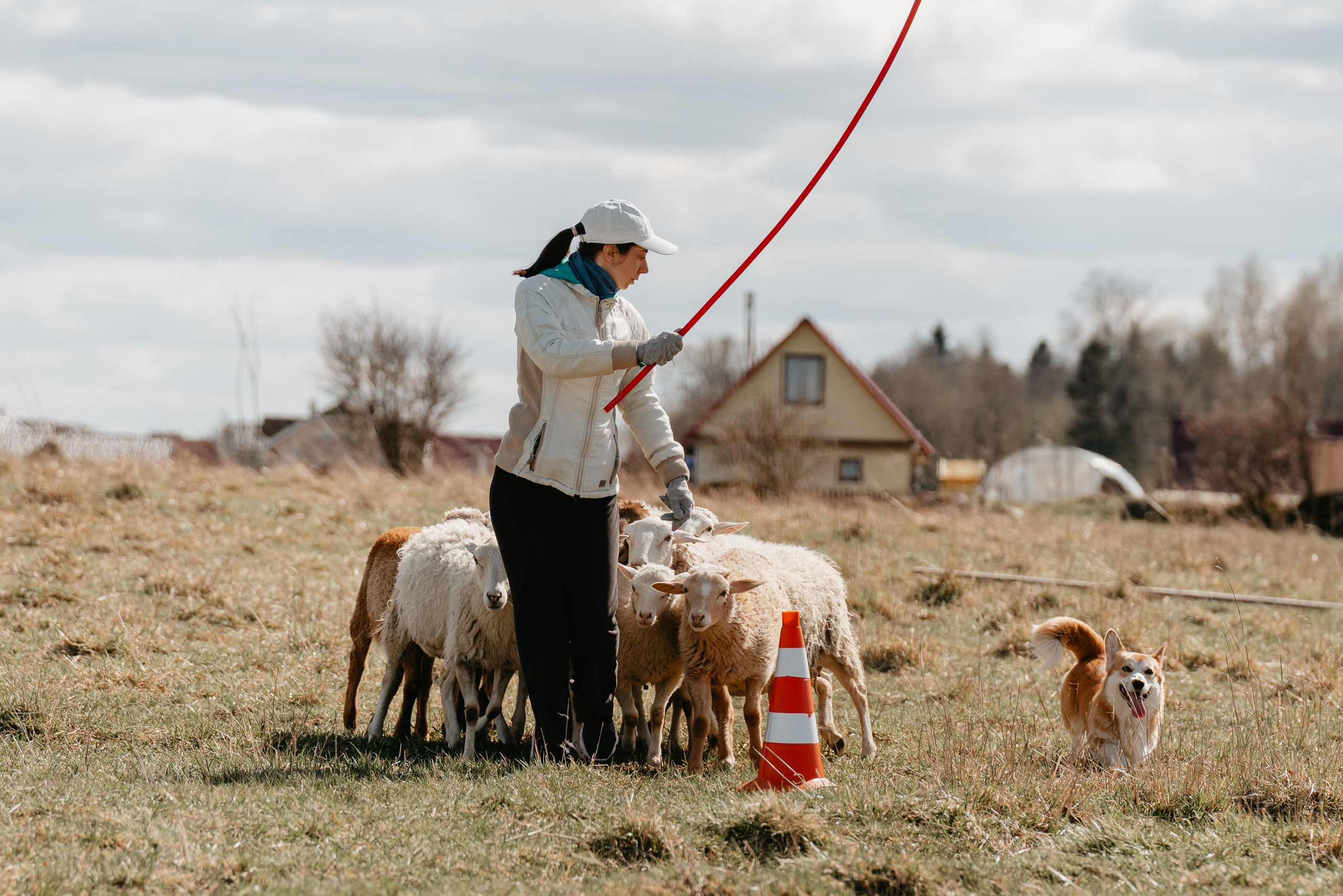 Пастушья служба. Фотограф анималист Осипчикова Мария