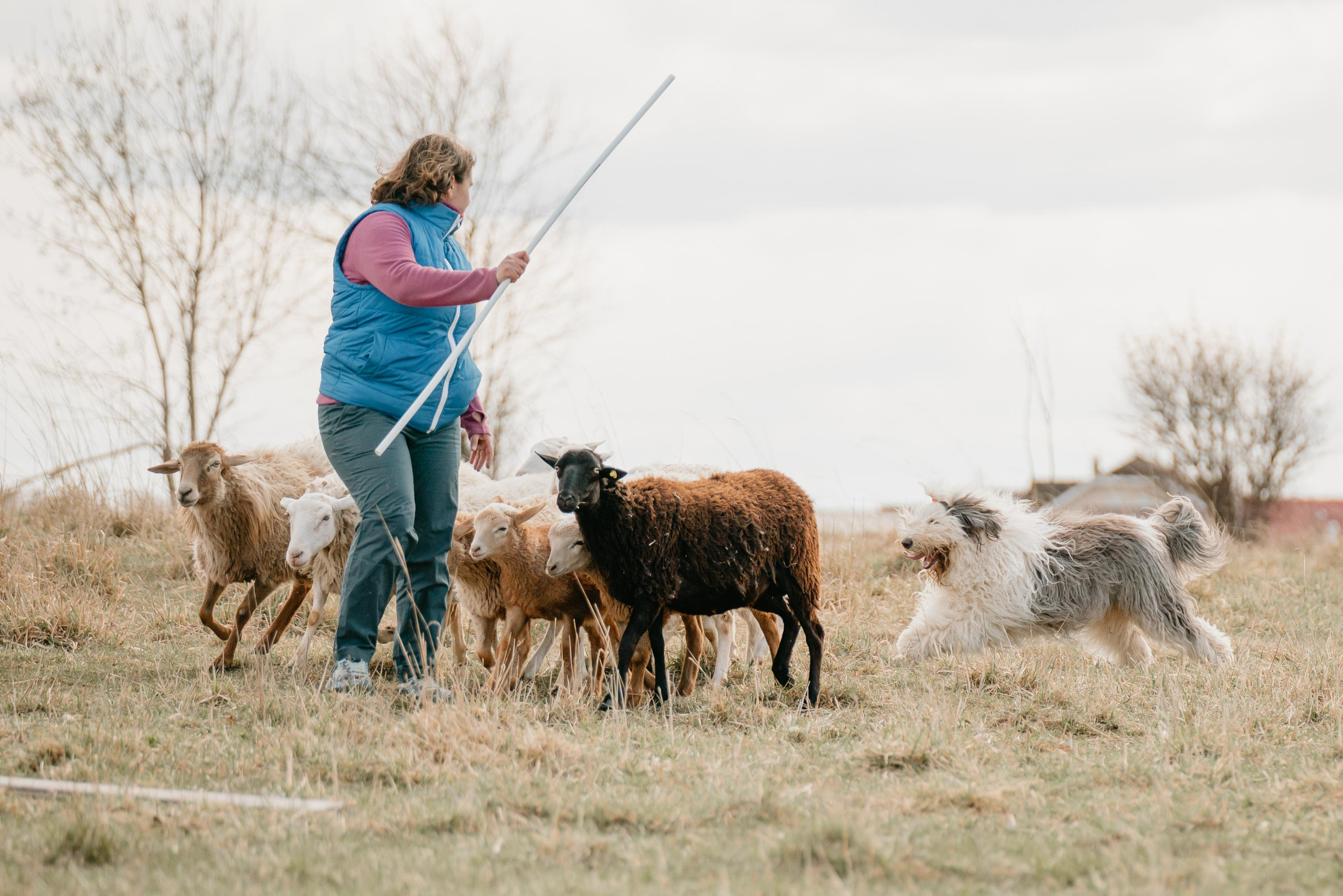 Пастушья служба. Фотограф анималист Осипчикова Мария