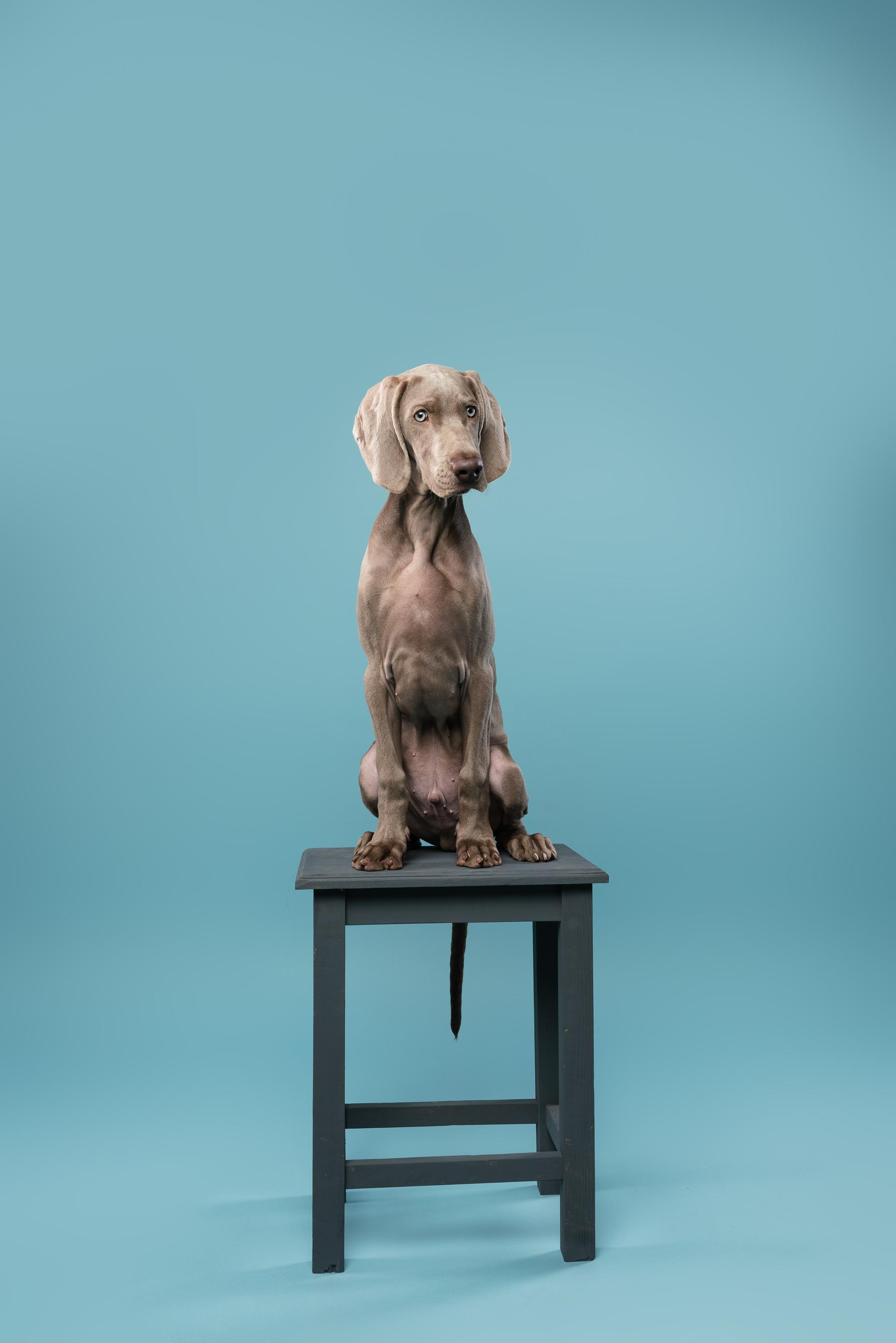 Веймаранер Эспен. Фотограф анималист Осипчикова Мария