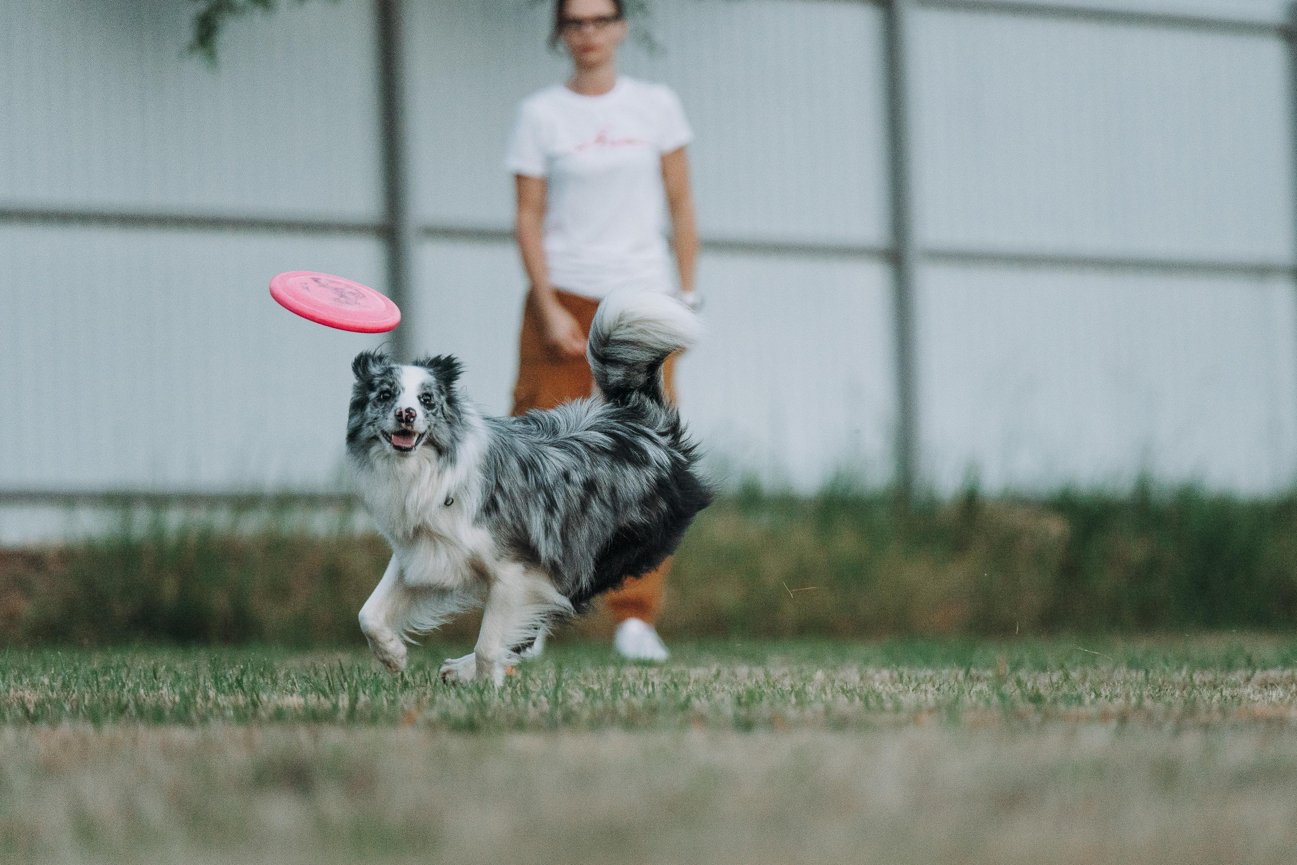 Фрисби игры UpDog. Фотограф анималист Осипчикова Мария