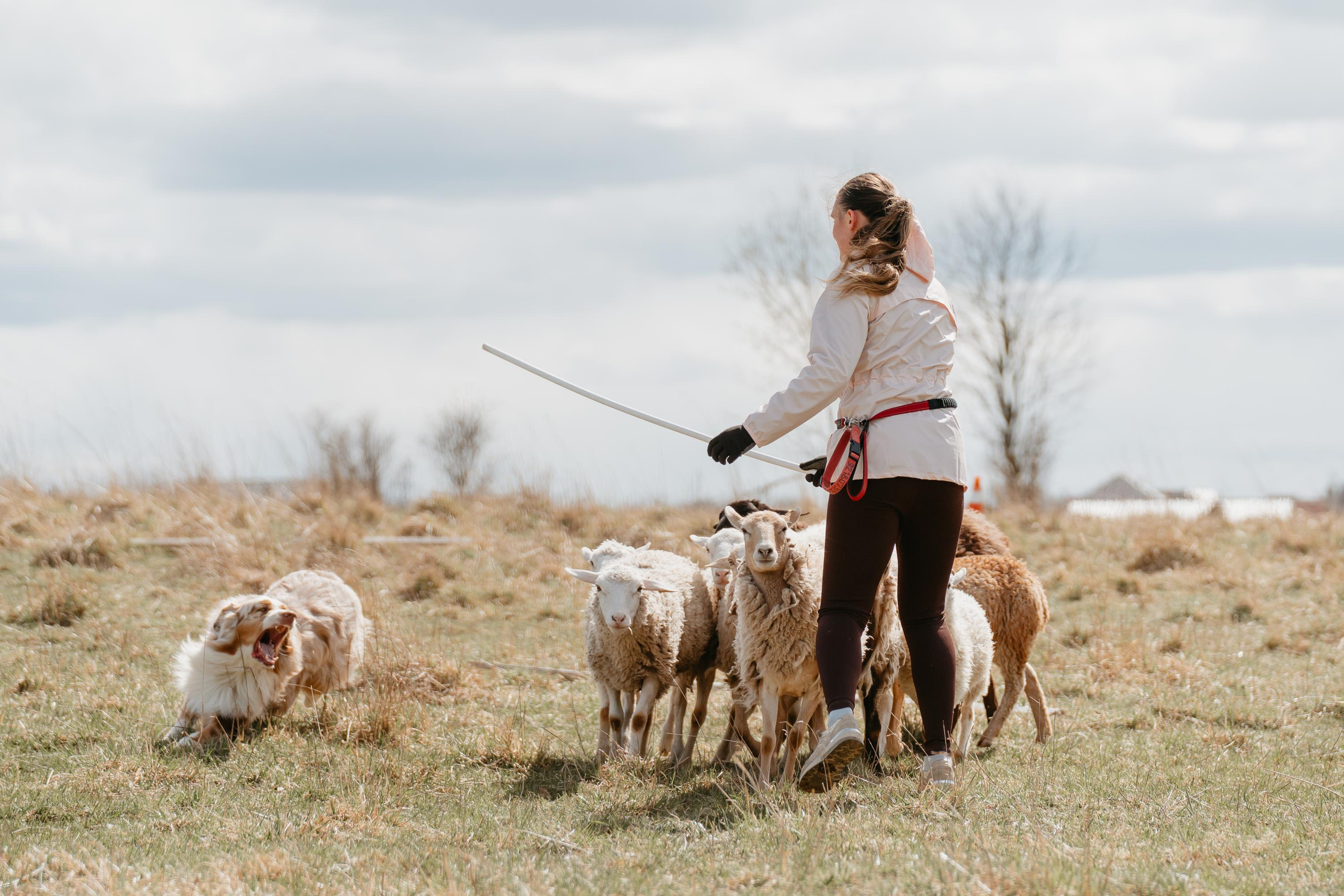 Пастушья служба. Фотограф анималист Осипчикова Мария