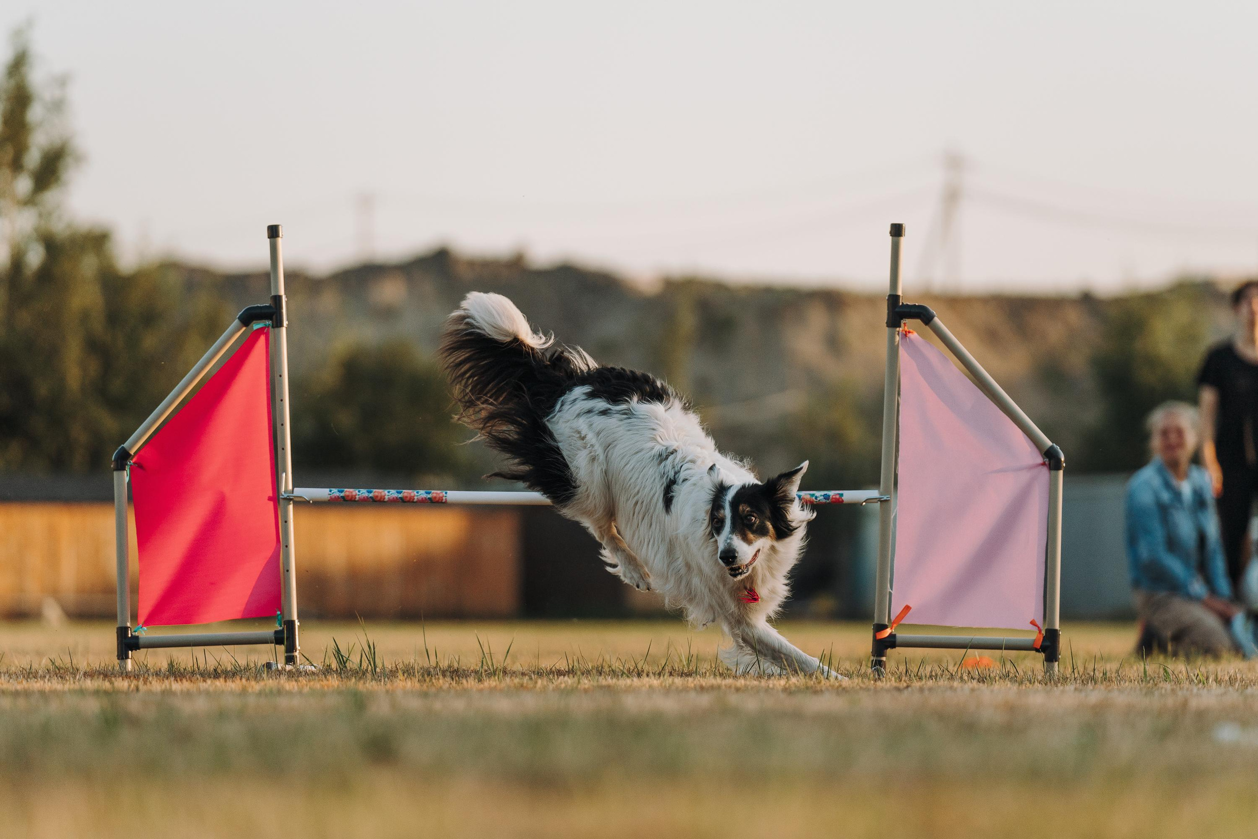 Фрисби игры UpDog. Фотограф анималист Осипчикова Мария