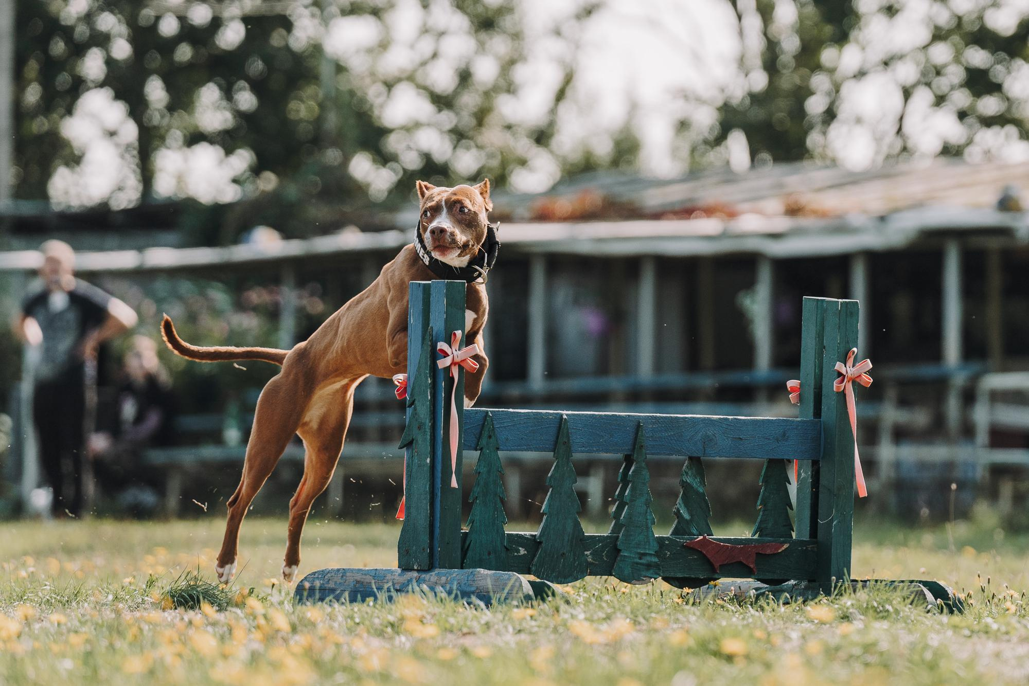 День пита и стаффа. Фотограф анималист Осипчикова Мария