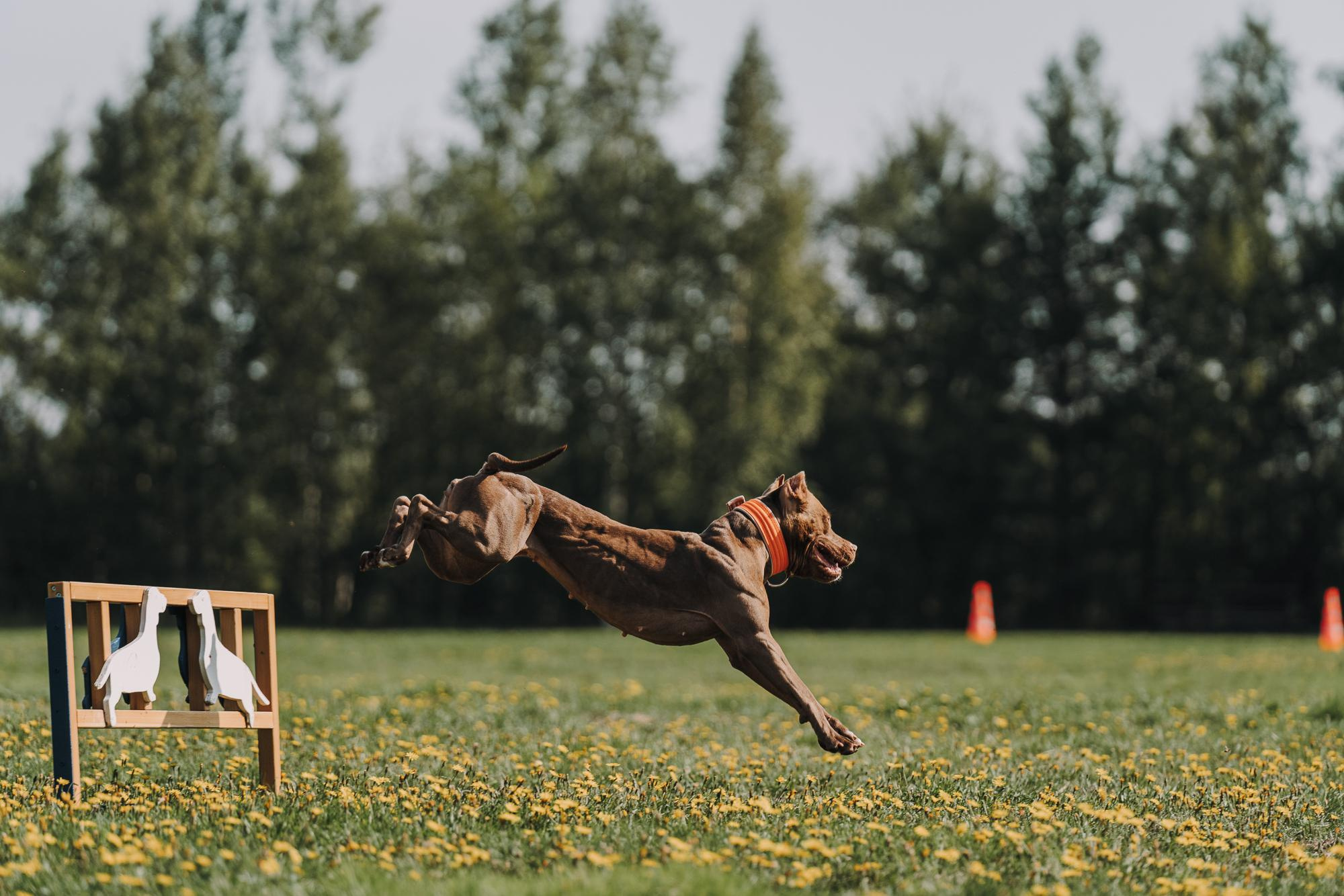 День пита и стаффа. Фотограф анималист Осипчикова Мария