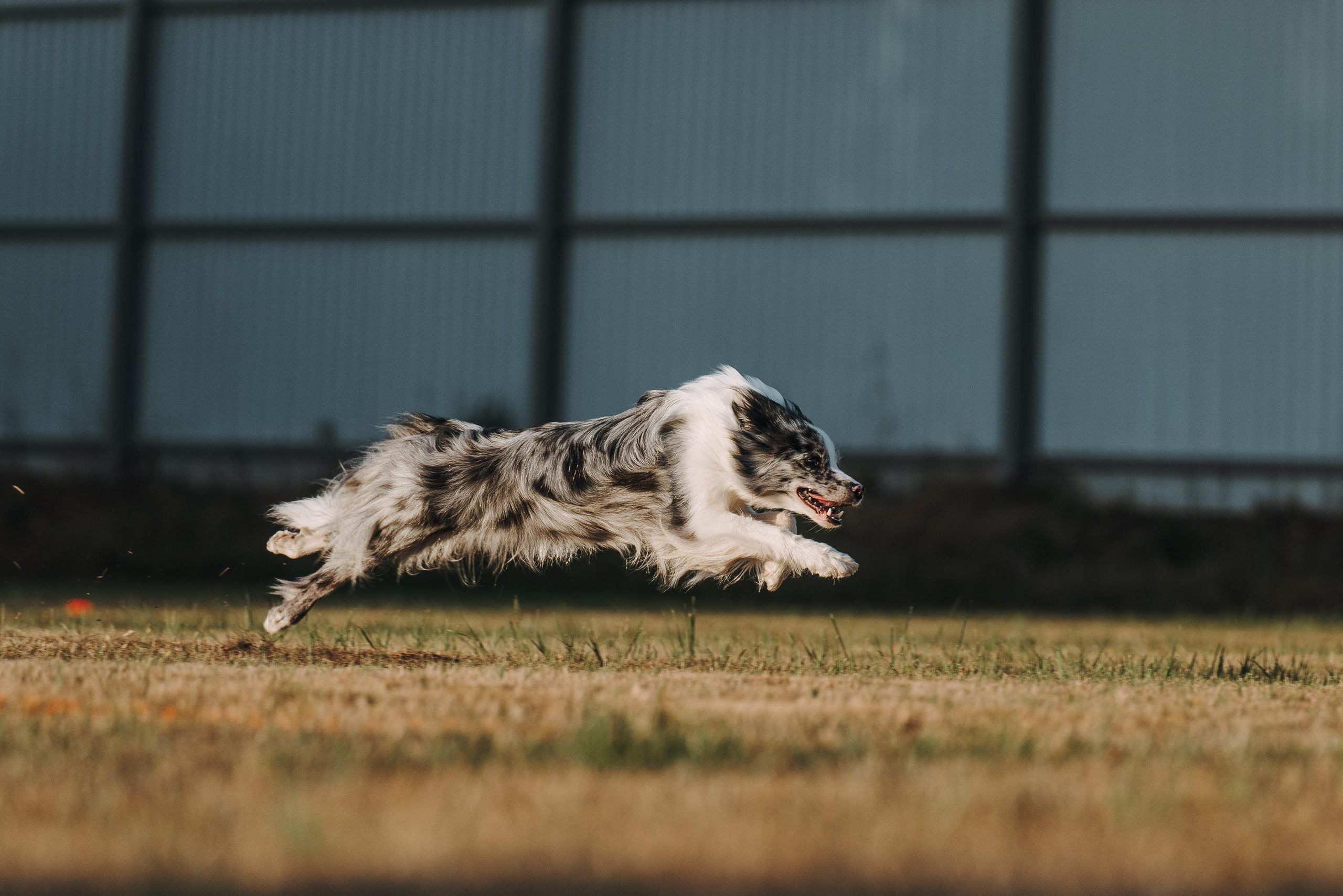 Фрисби игры UpDog. Фотограф анималист Осипчикова Мария