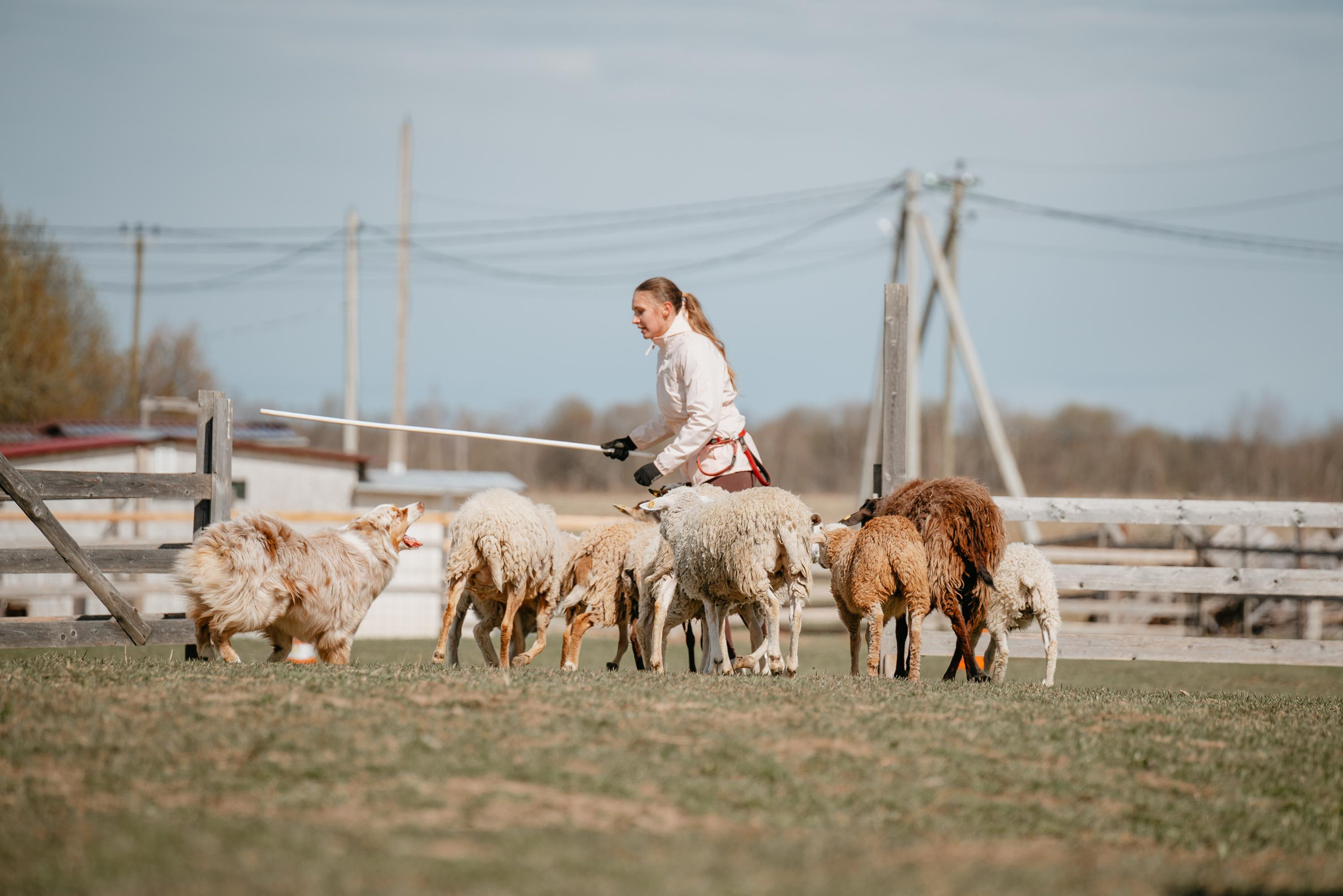 Пастушья служба. Фотограф анималист Осипчикова Мария