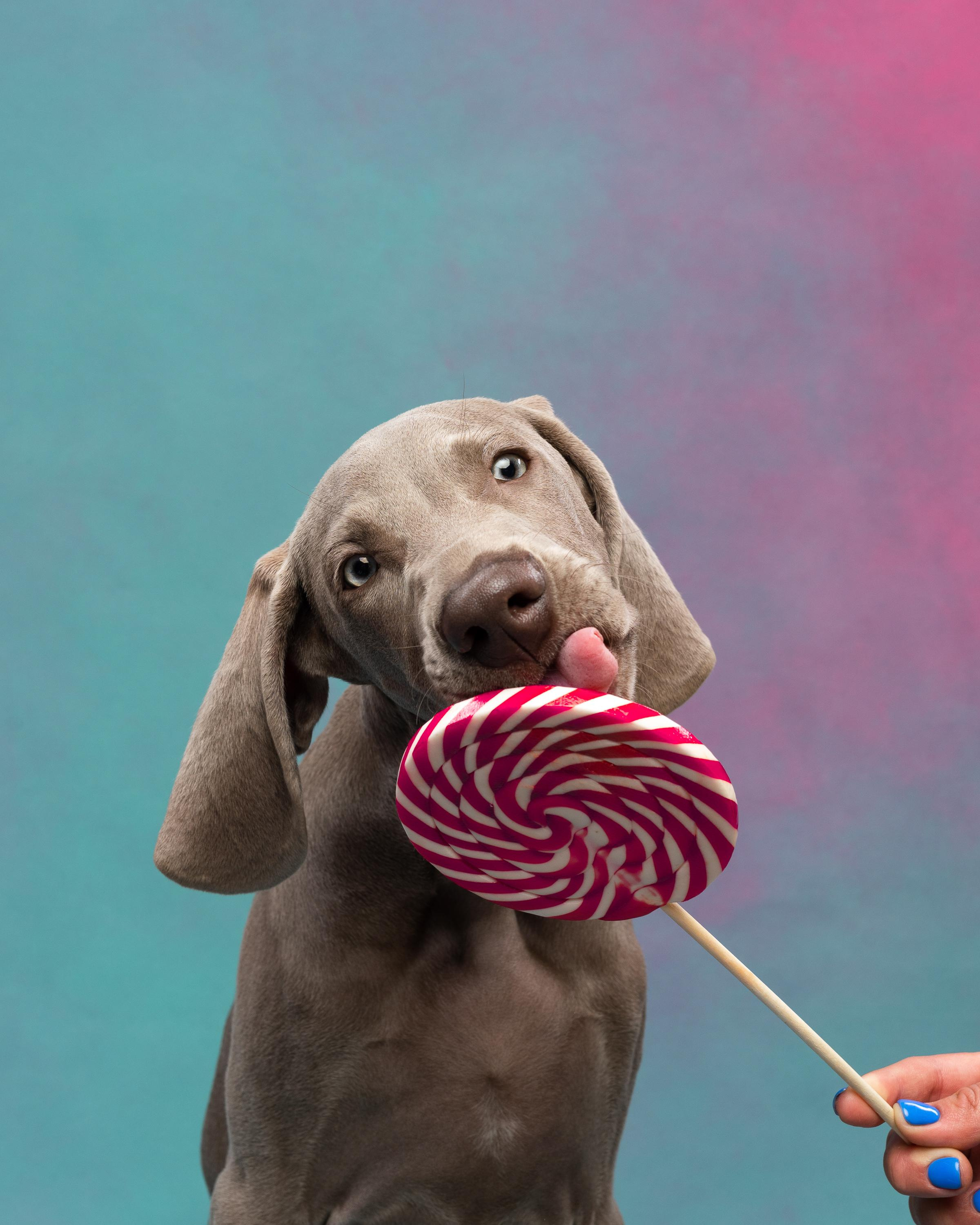 Веймаранер Эспен. Фотограф анималист Осипчикова Мария