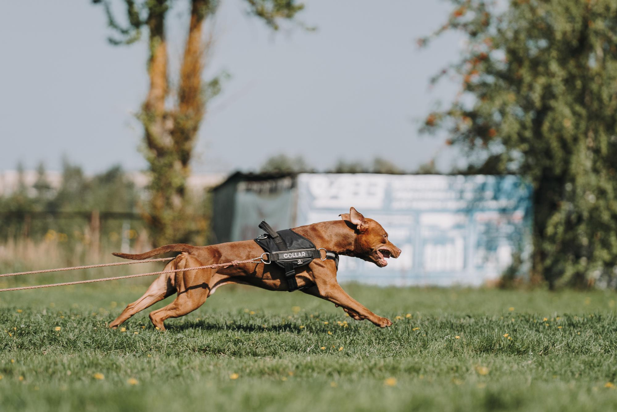 День пита и стаффа. Фотограф анималист Осипчикова Мария
