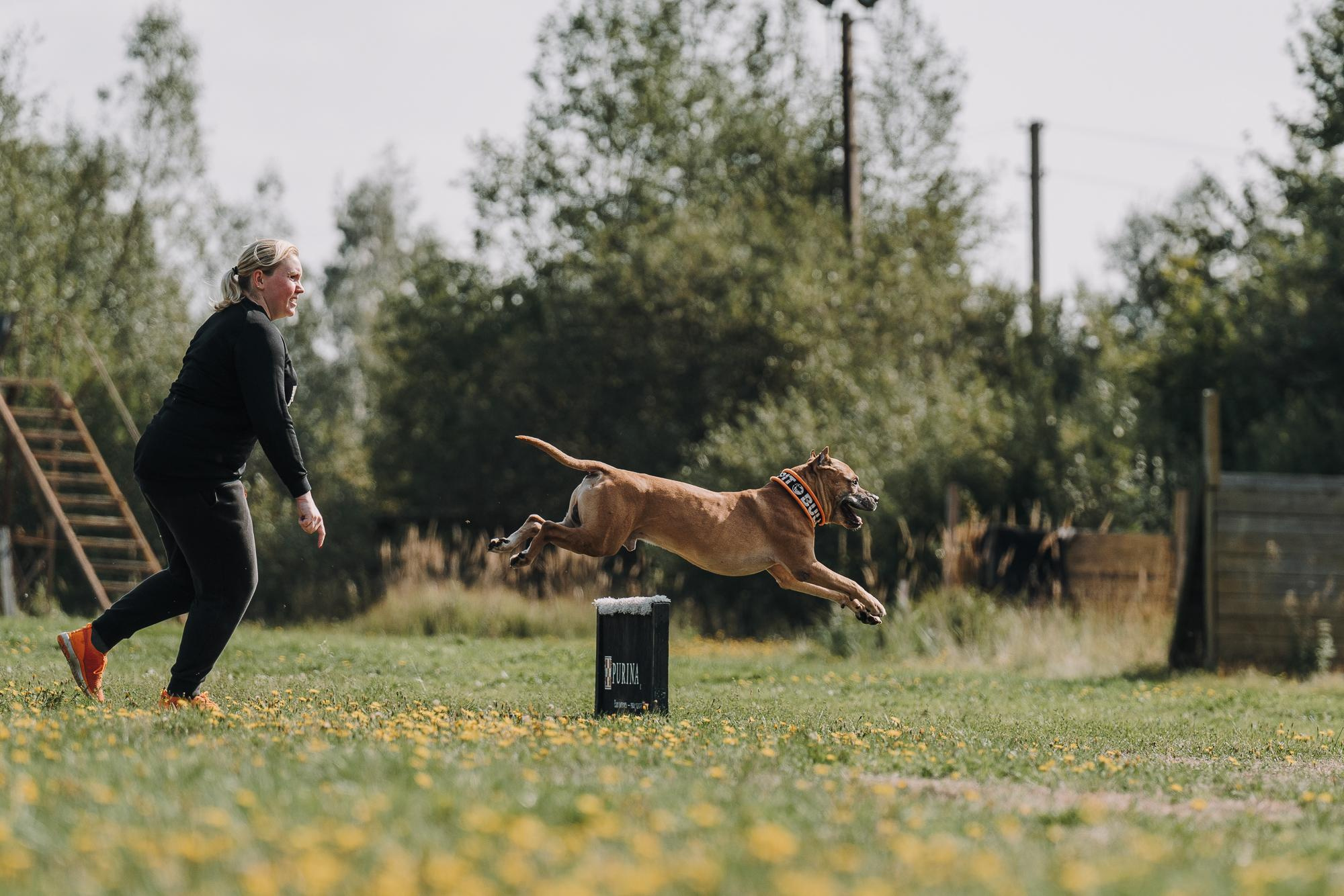 День пита и стаффа. Фотограф анималист Осипчикова Мария