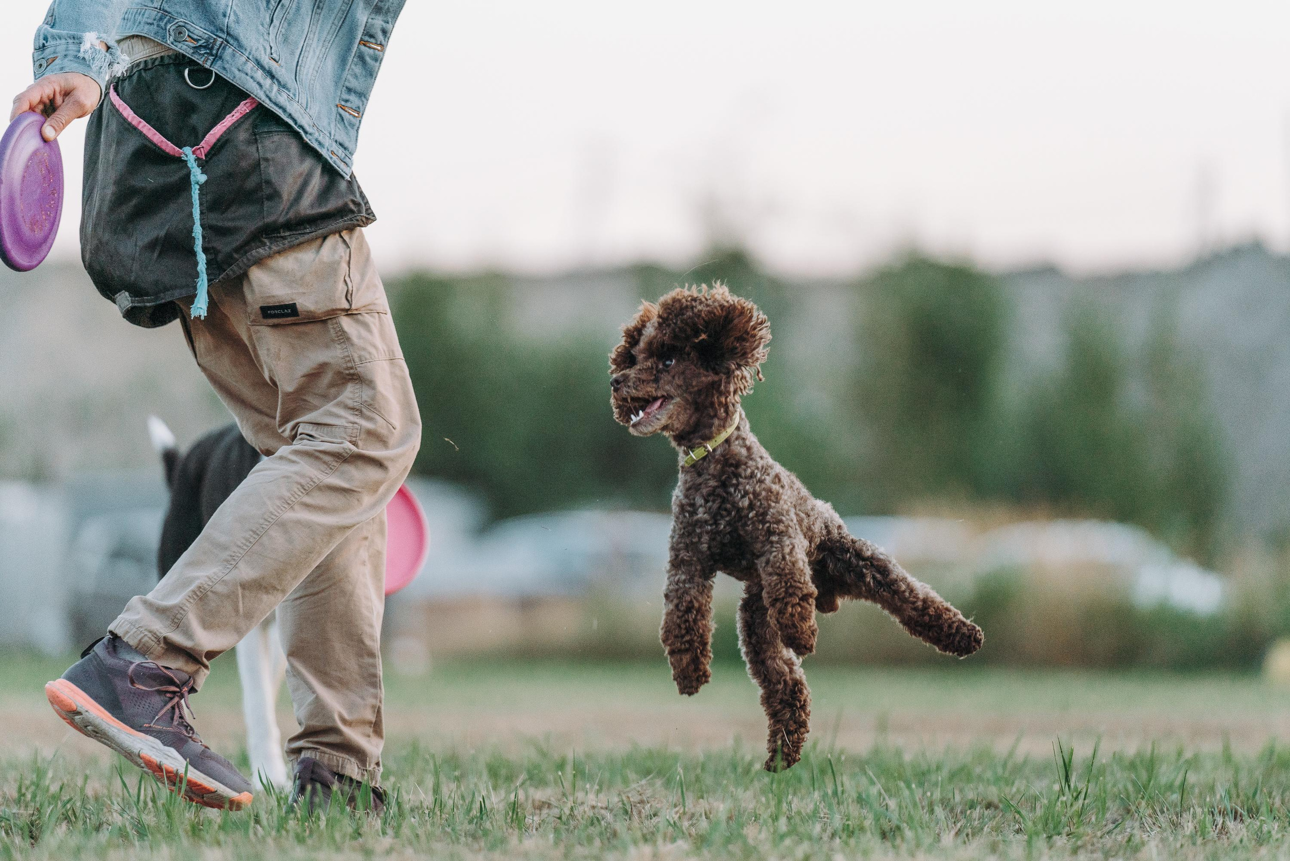 Фрисби игры UpDog. Фотограф анималист Осипчикова Мария