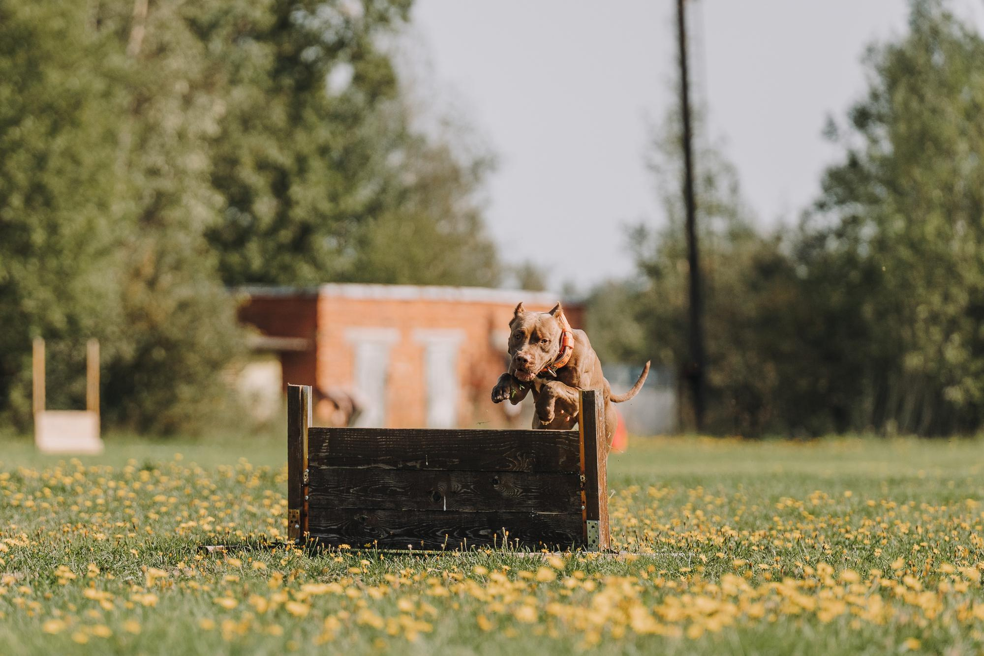 День пита и стаффа. Фотограф анималист Осипчикова Мария