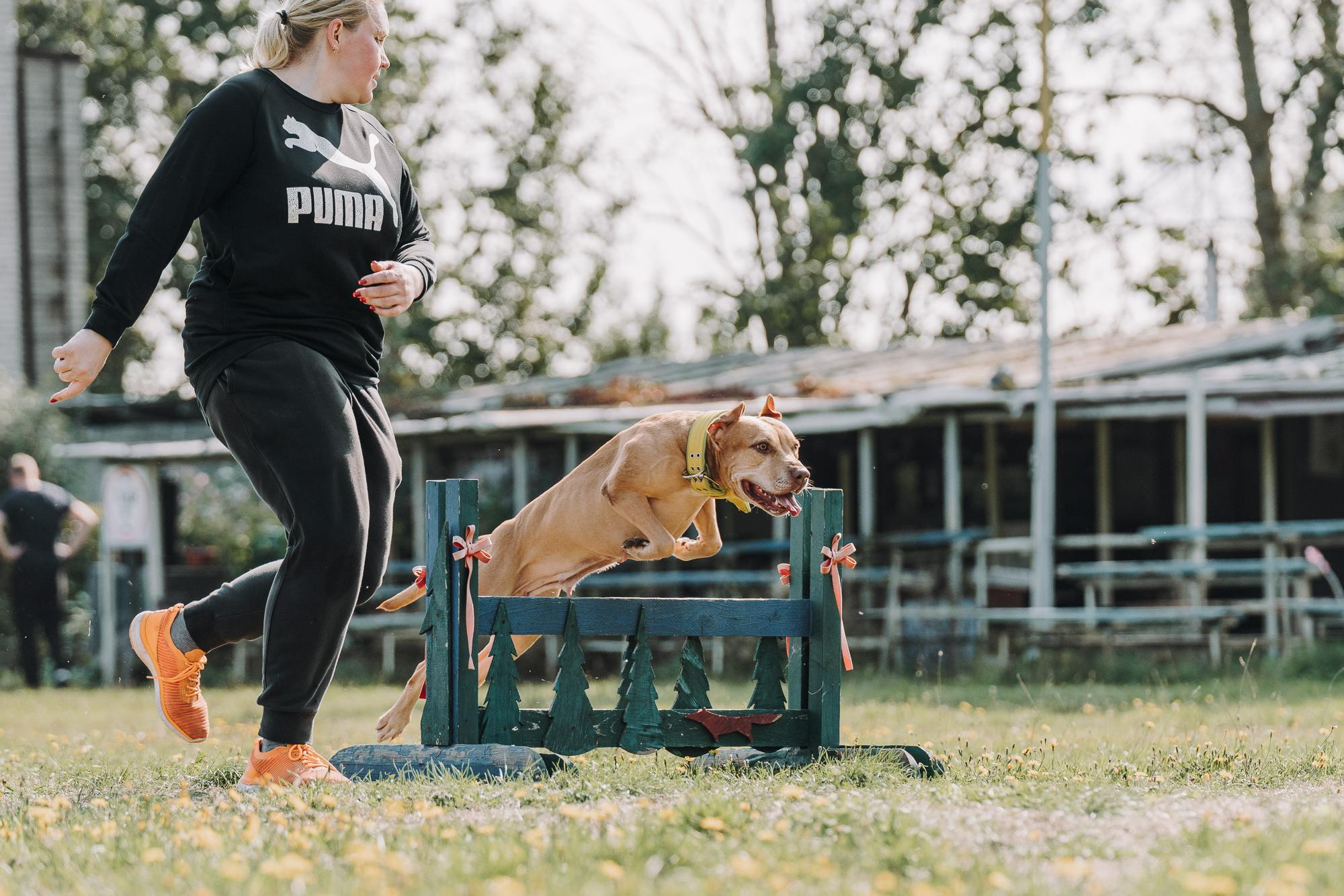 День пита и стаффа. Фотограф анималист Осипчикова Мария