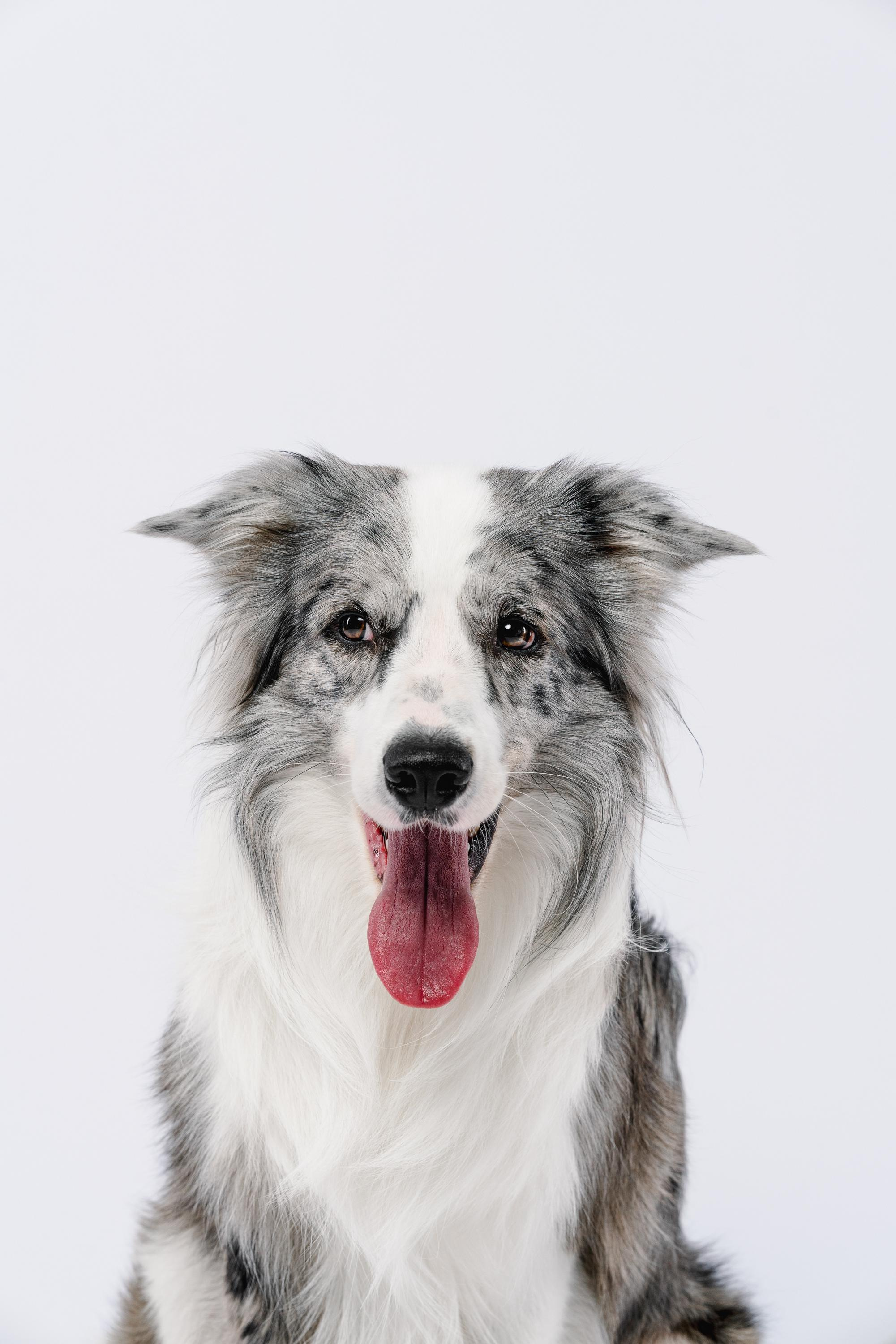 Юля и Ньютон. Фотограф анималист Осипчикова Мария