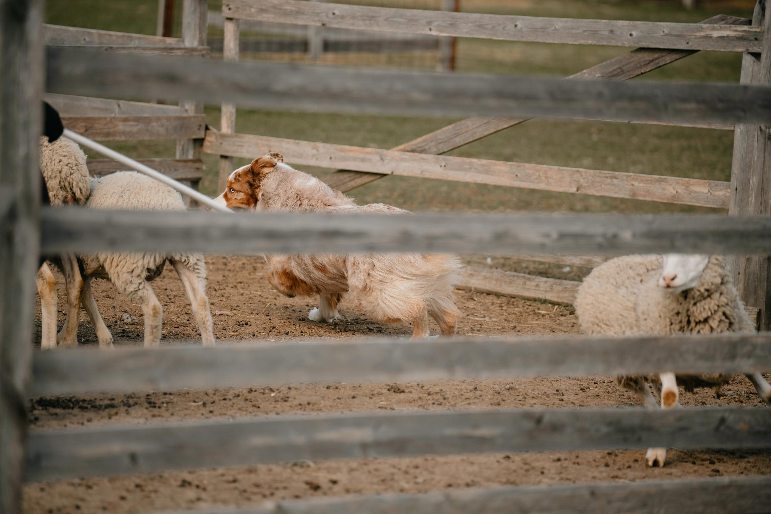 Пастушья служба. Фотограф анималист Осипчикова Мария