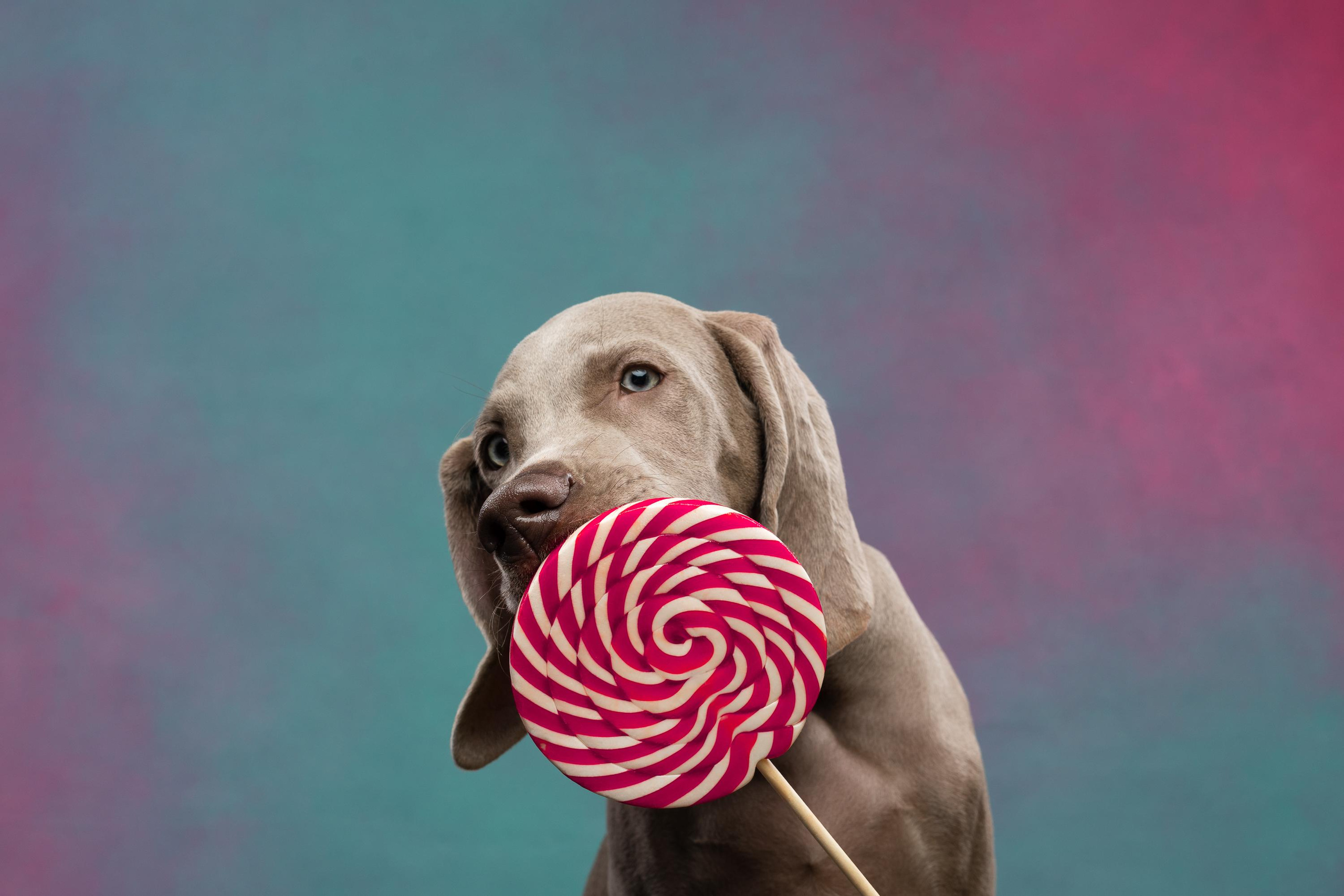 Веймаранер Эспен. Фотограф анималист Осипчикова Мария