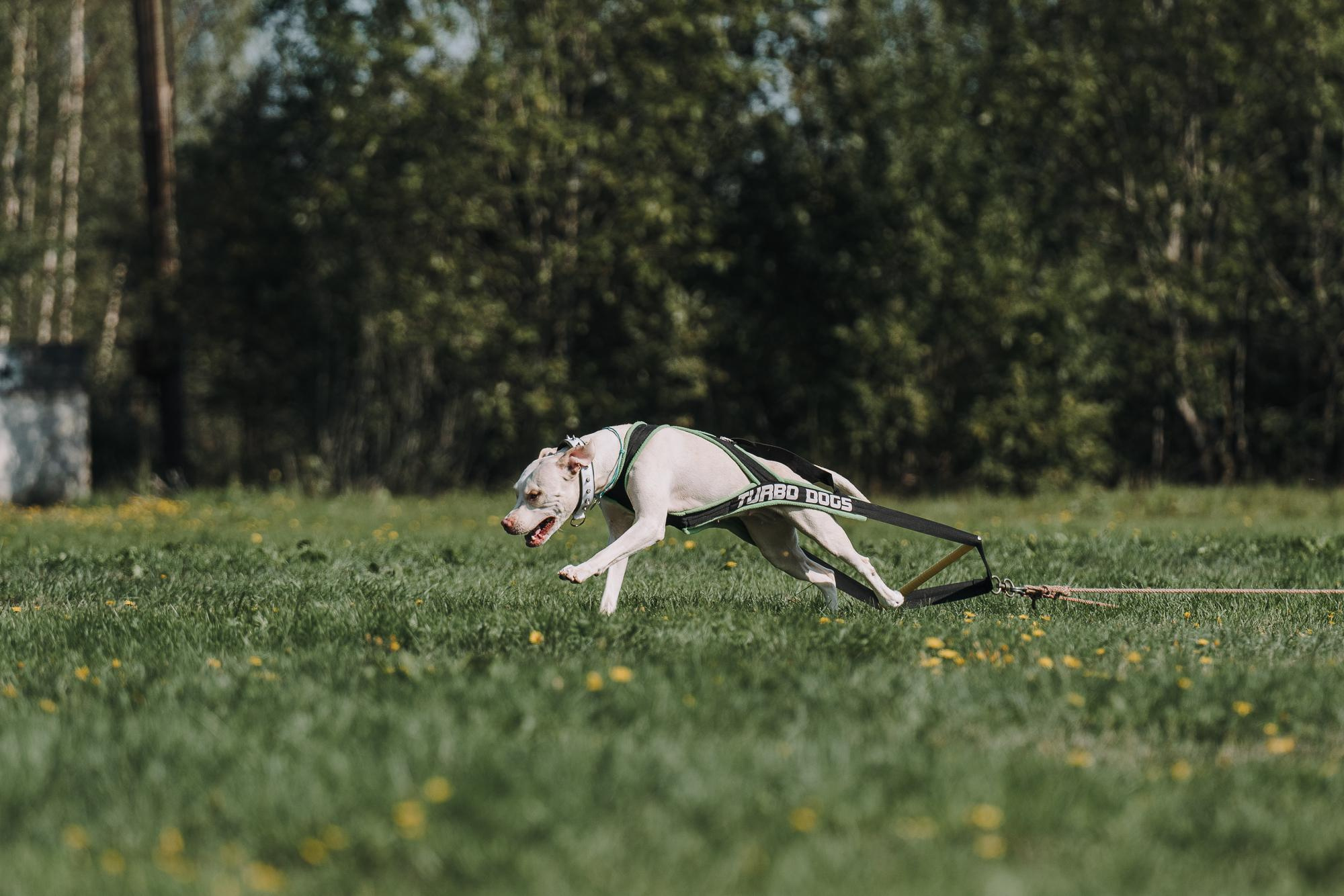 День пита и стаффа. Фотограф анималист Осипчикова Мария