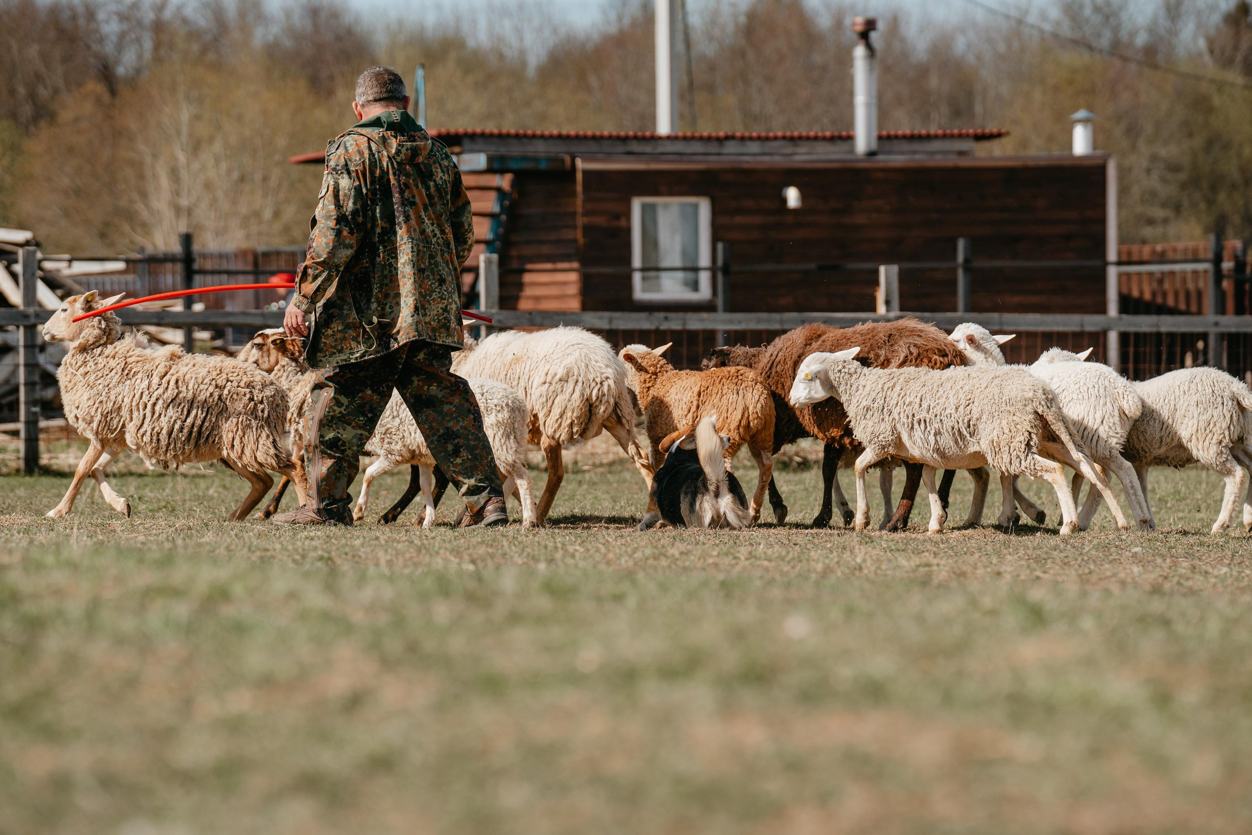 Пастушья служба. Фотограф анималист Осипчикова Мария