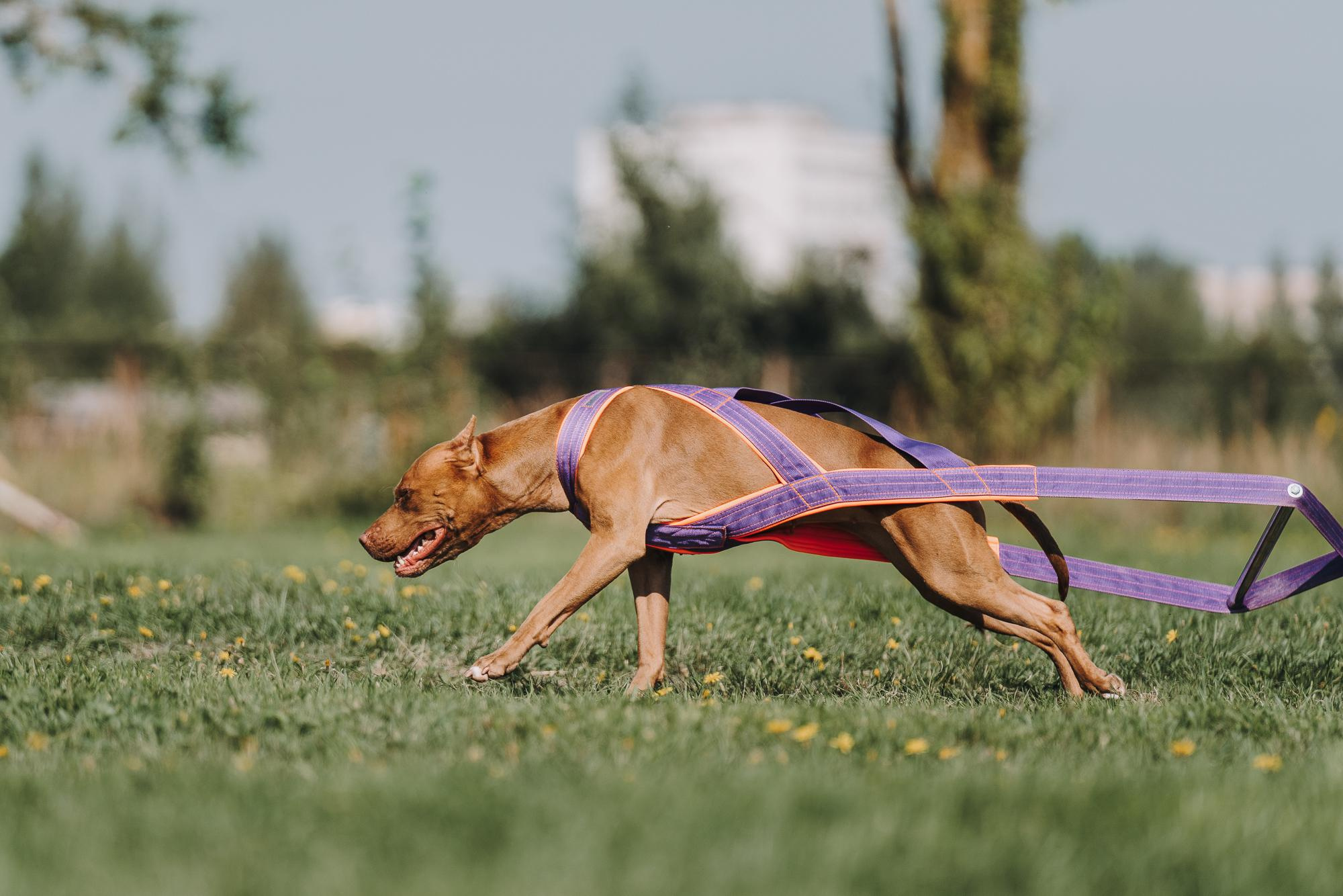 День пита и стаффа. Фотограф анималист Осипчикова Мария