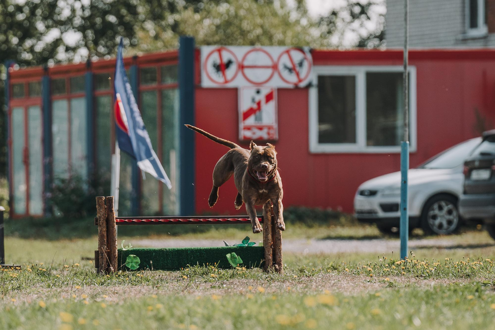 День пита и стаффа. Фотограф анималист Осипчикова Мария
