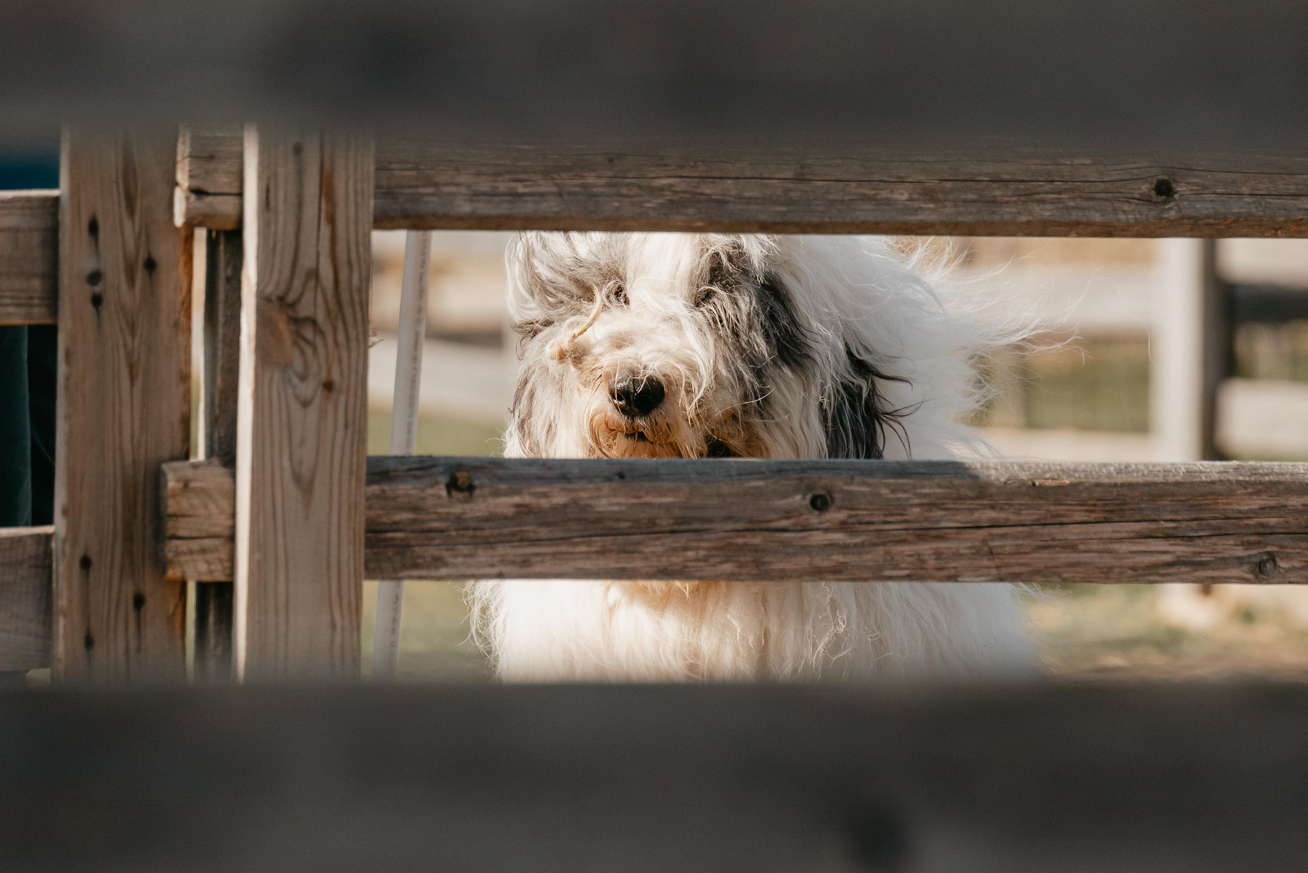 Пастушья служба. Фотограф анималист Осипчикова Мария